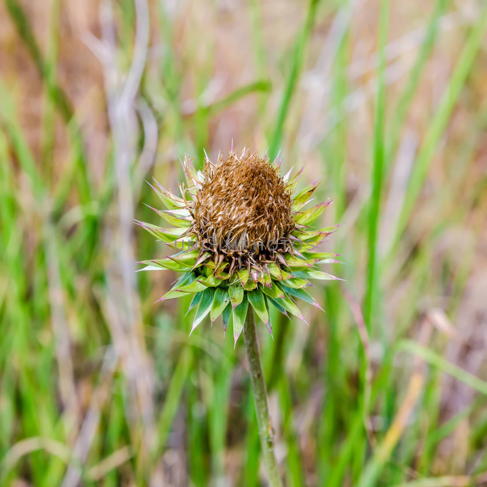Thistle flower in the meadows. Onopordum Acanthium. Spiky plant in wild