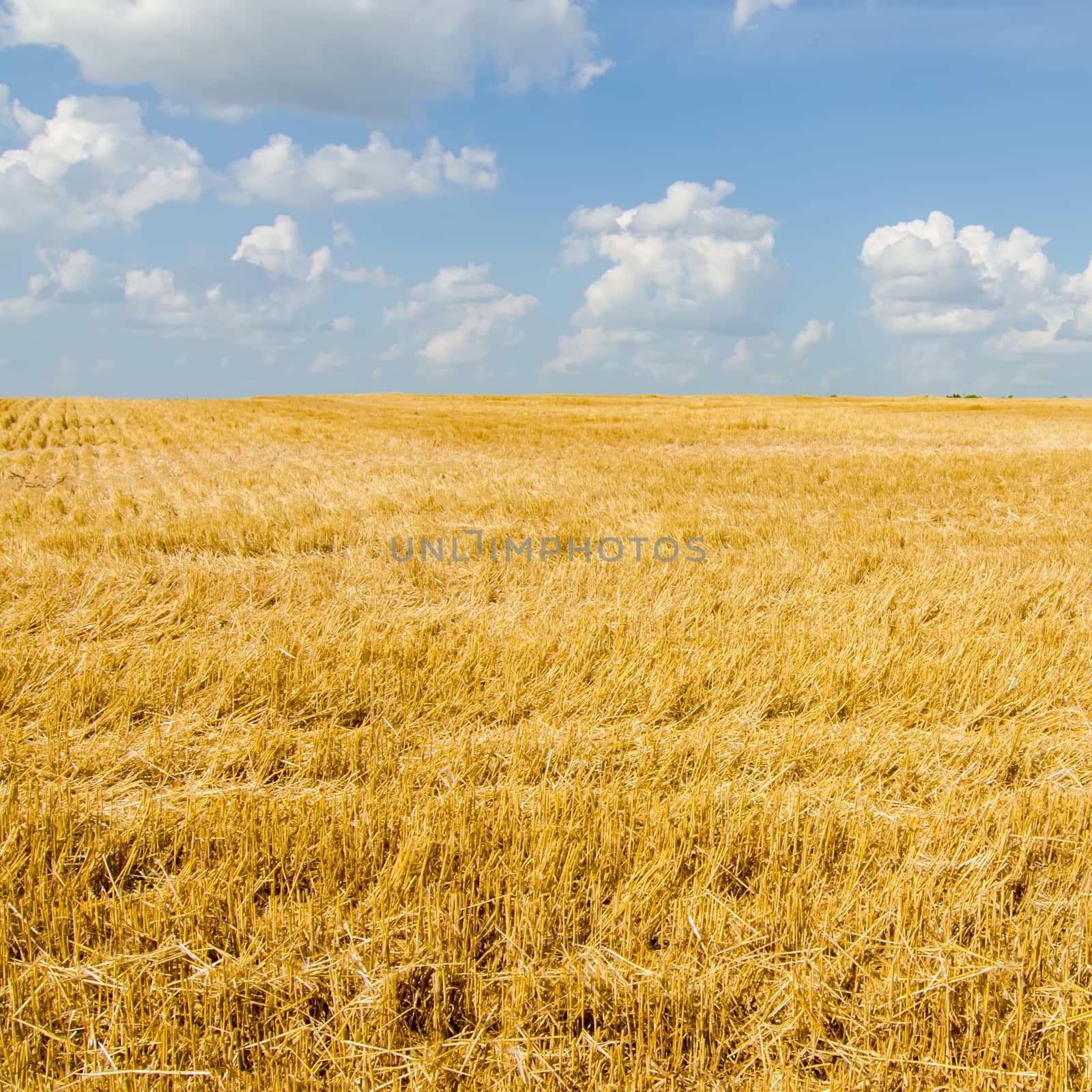 harvest ready farm field with blue sky by digidreamgrafix