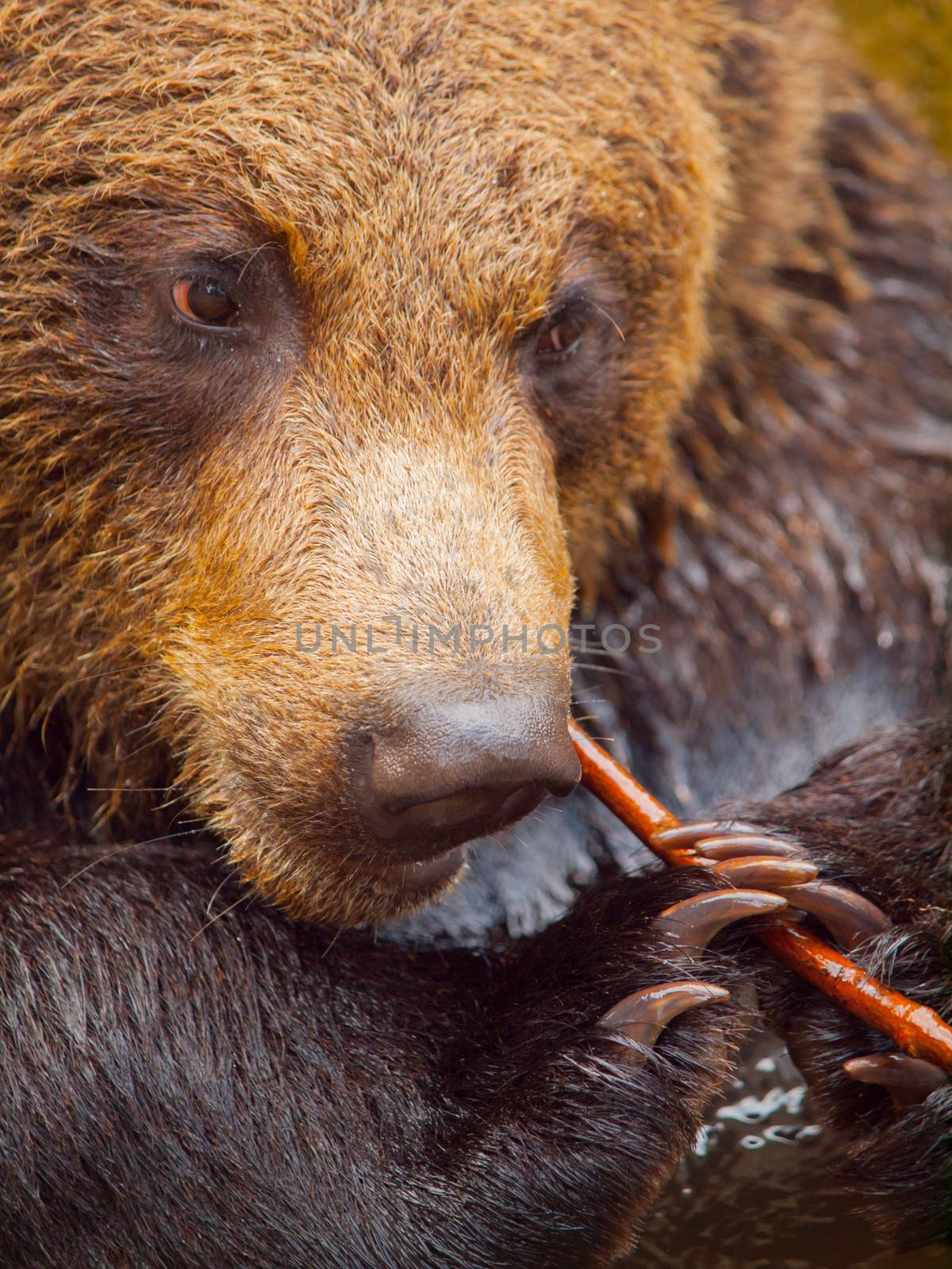 Cute bear with stick using like a toothpick