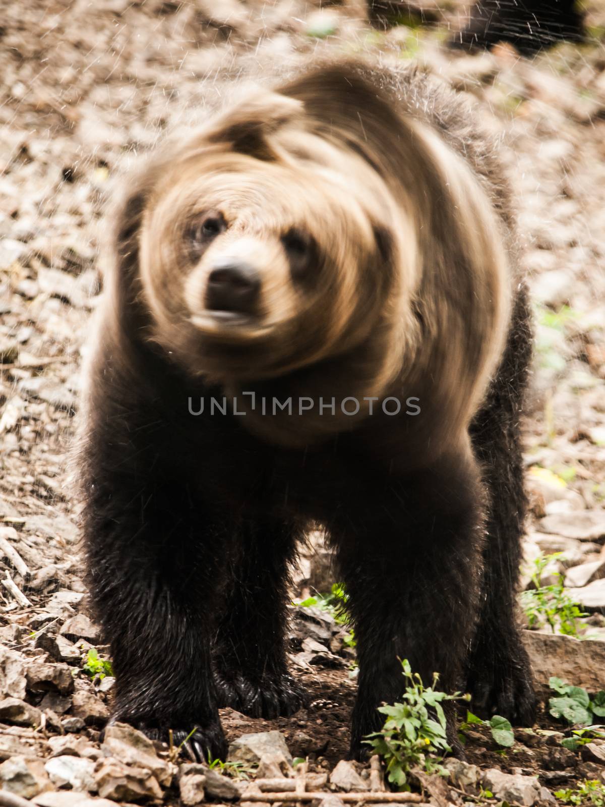 Brown bear shaking water off himself (blurred)