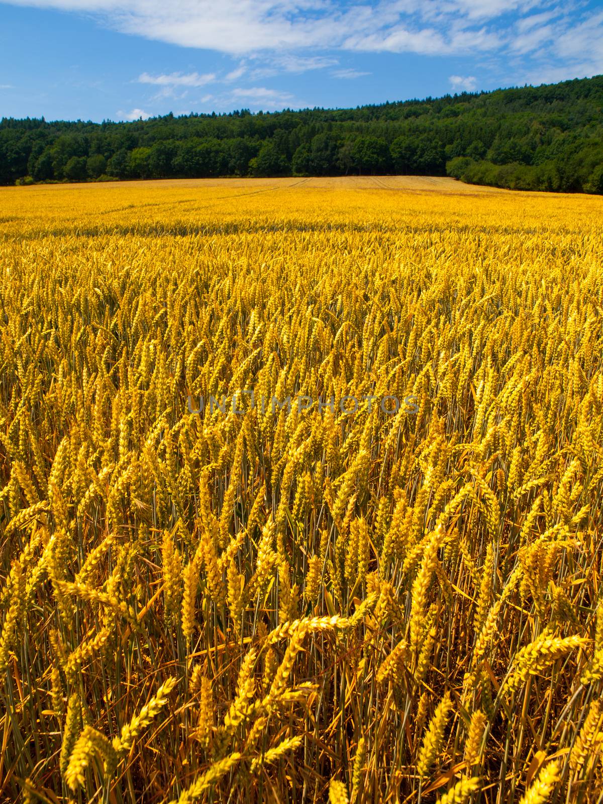 Golden summer filed of cereal under blue sky