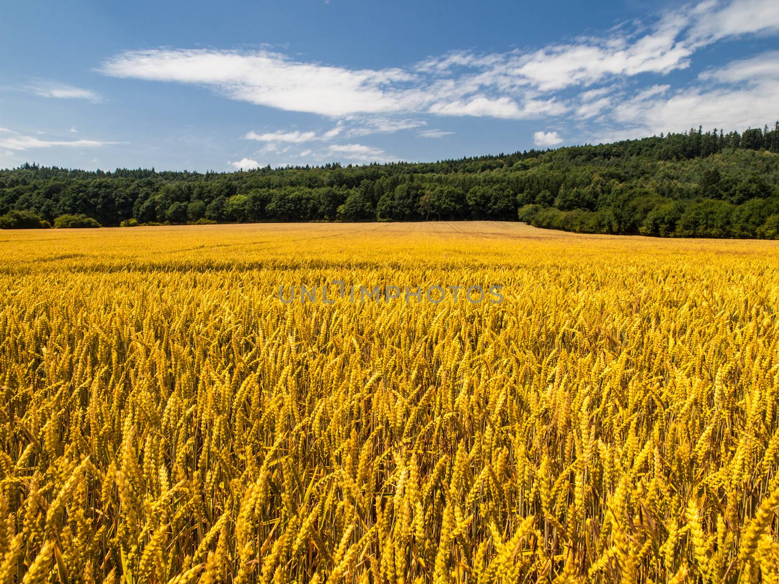 Golden summer filed of cereal under blue sky