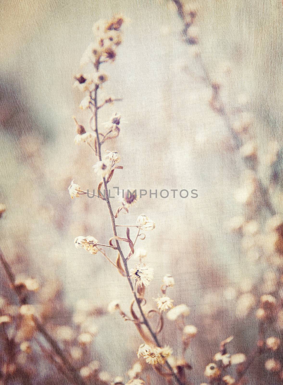 Abstract floral background by Anna_Omelchenko