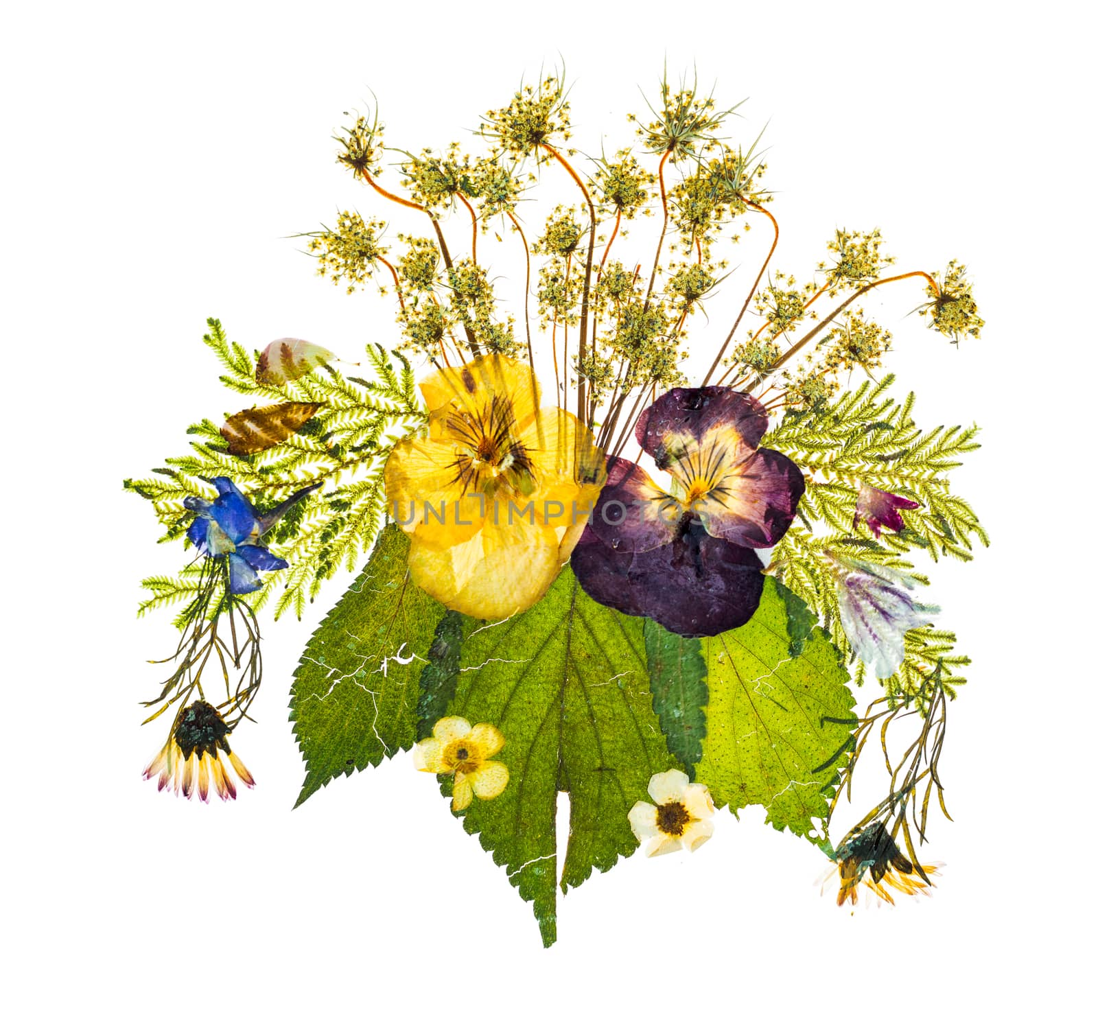 Beautiful artistic arrangement of pressed dried flowers lit from behind to give transparency and isolated against a white background