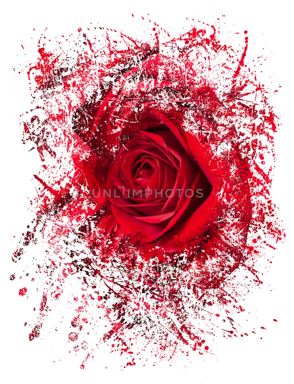 Detailed close shot of velvet red rose breaking into many pieces to suggest either a breakup or perhaps excitement as the rose devolves into abstract illustration