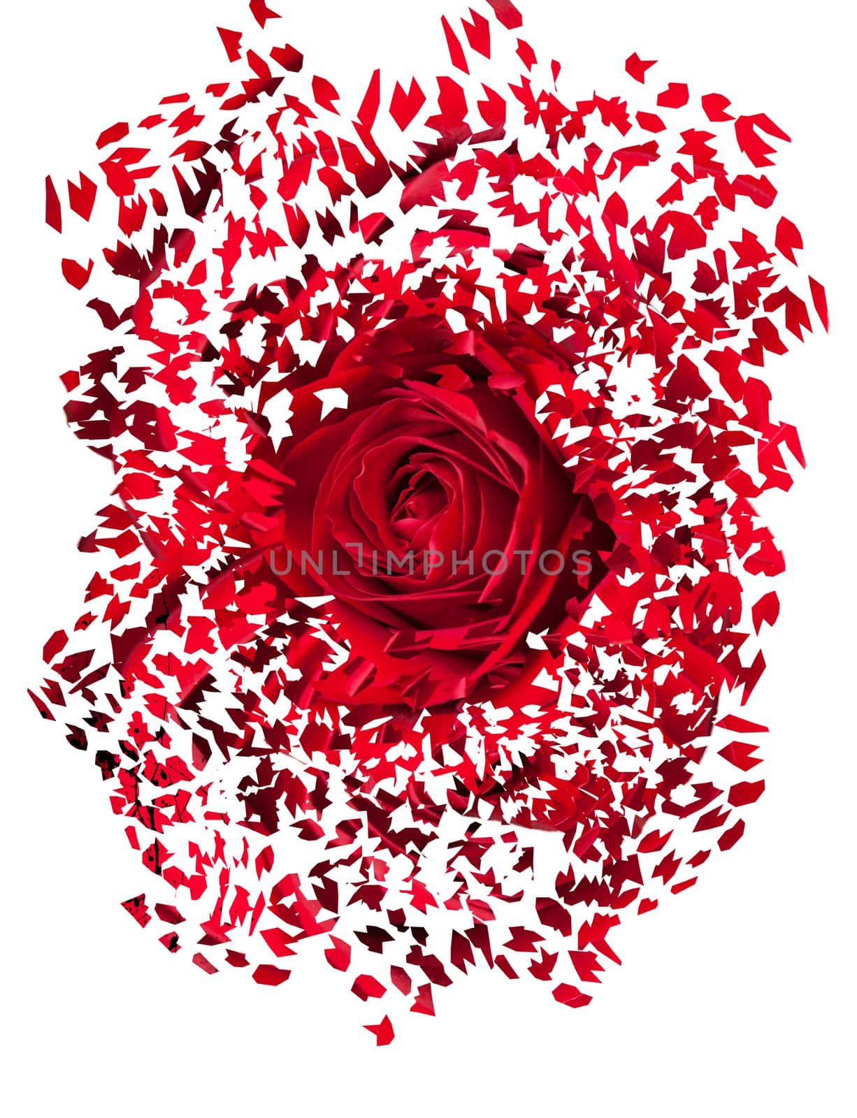 Detailed close shot of velvet red rose breaking into many pieces to suggest either a breakup or perhaps excitement as the rose devolves into abstract illustration