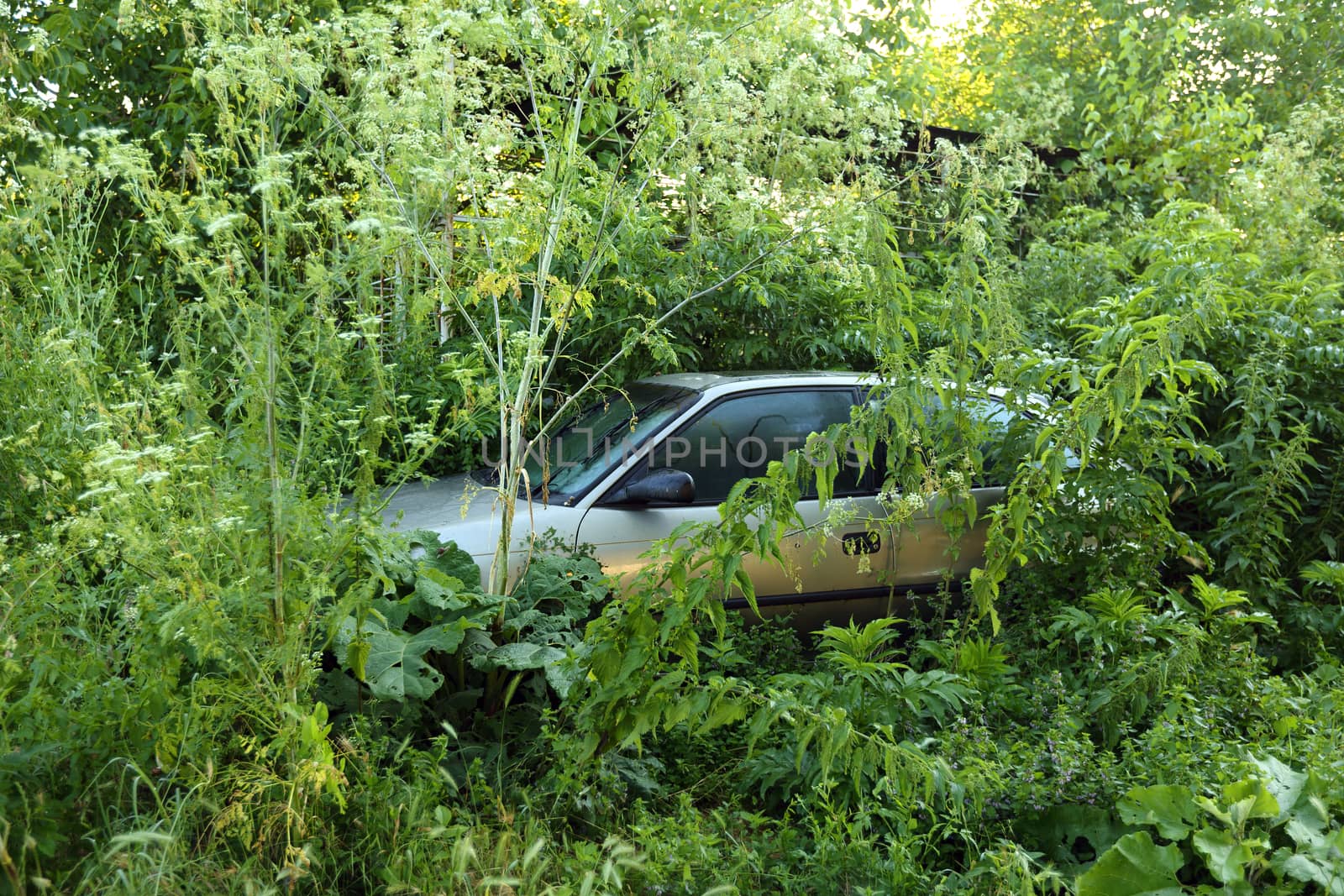 abandoned car in the  bushes