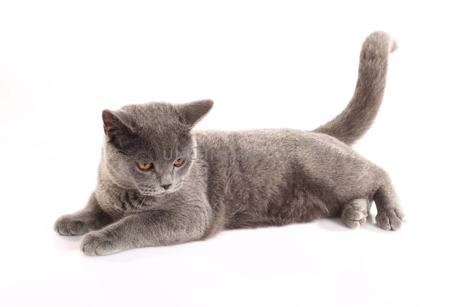 British blue cat by alexkosev