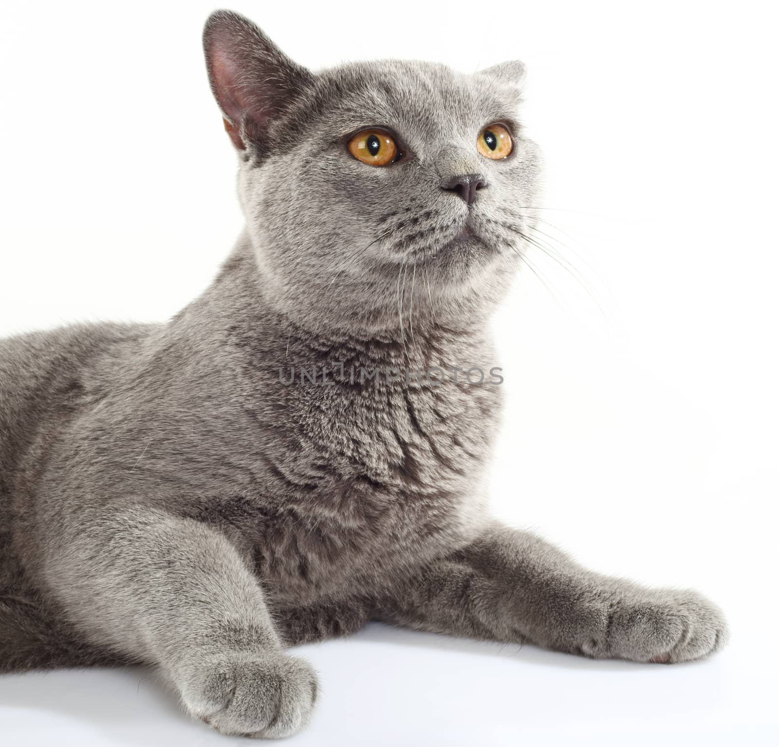 Blue British Shorthair cat on white background.