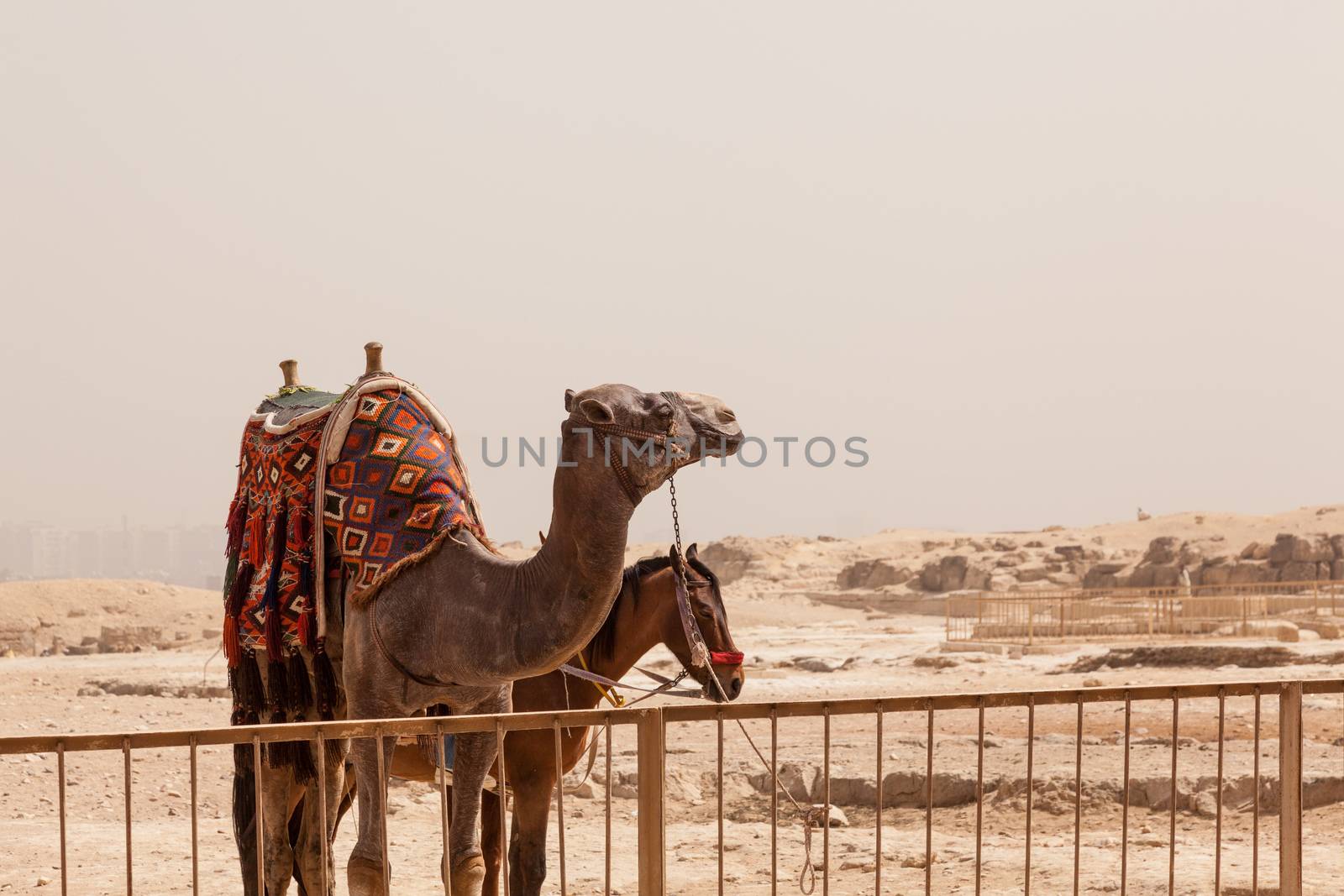 Camel and mule or horse waiting for tourists by the Great Pyramid of Giza in Cairo Egypt