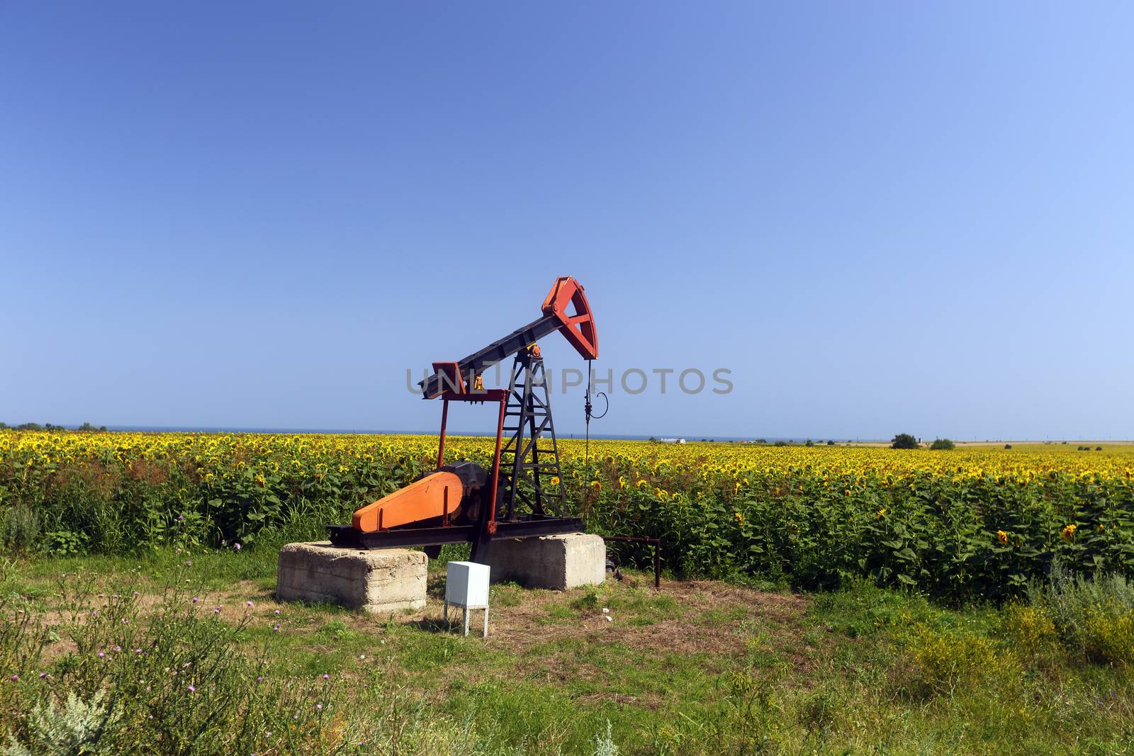 Oil pump jack working in the field 