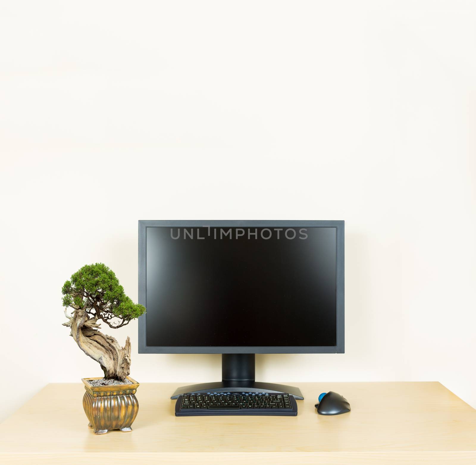 Small old bonsai tree in golden pot on plain wooden desk with computer monitor and keyboard to suggest calm, organization and meditation at work
