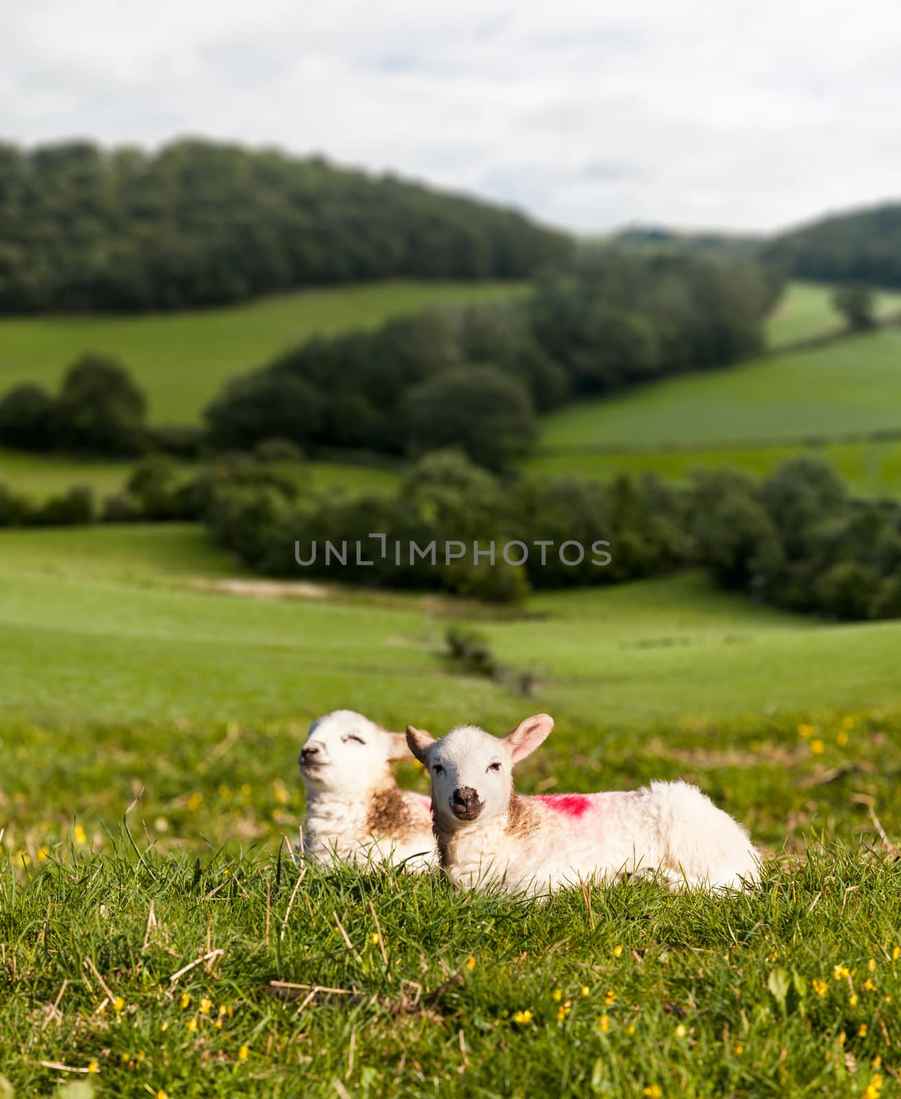 Welsh lamb with black and white wool in meadow with welsh or yorkshire hills in background