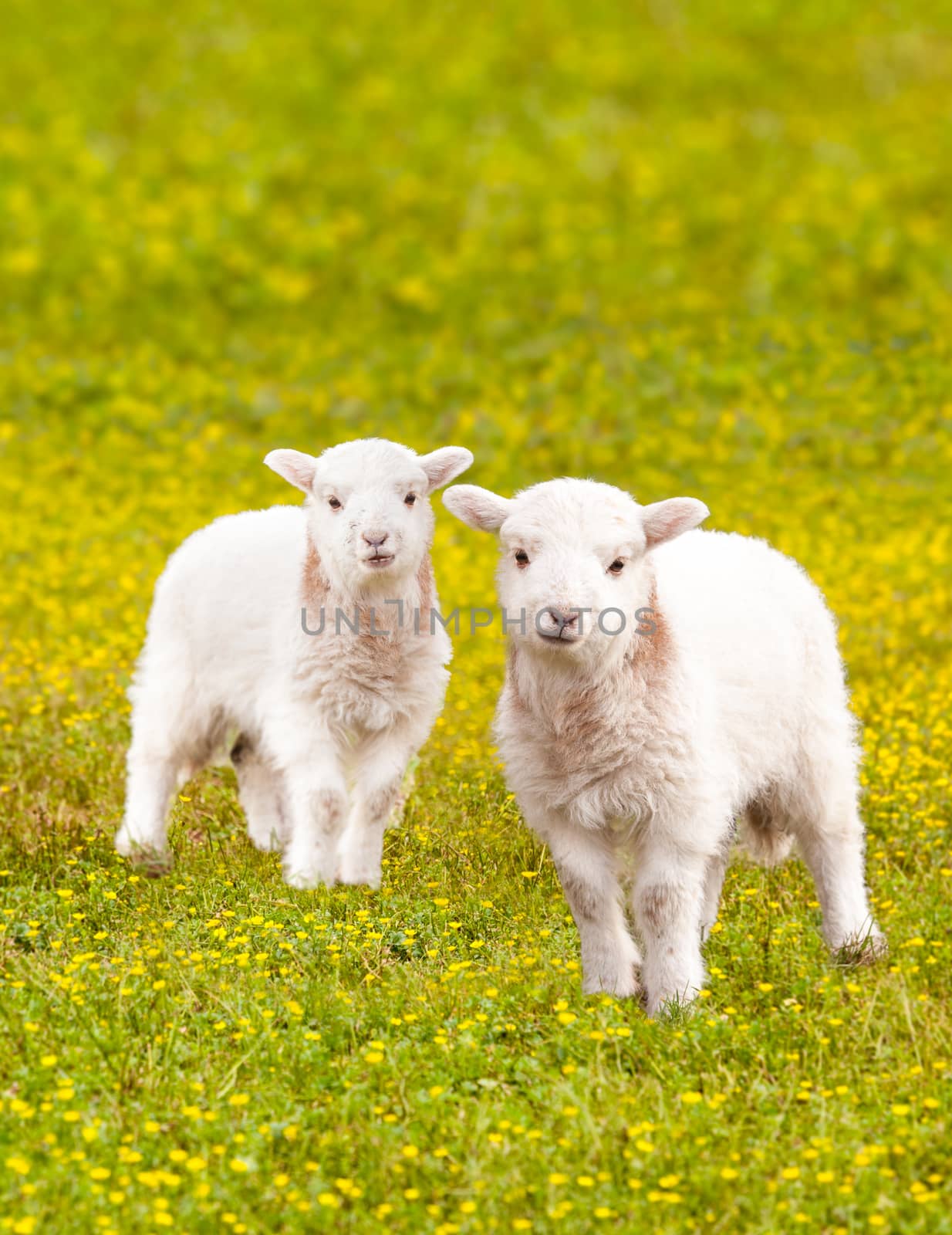 Pair of young baby lambs in a meadow full of wildflowers