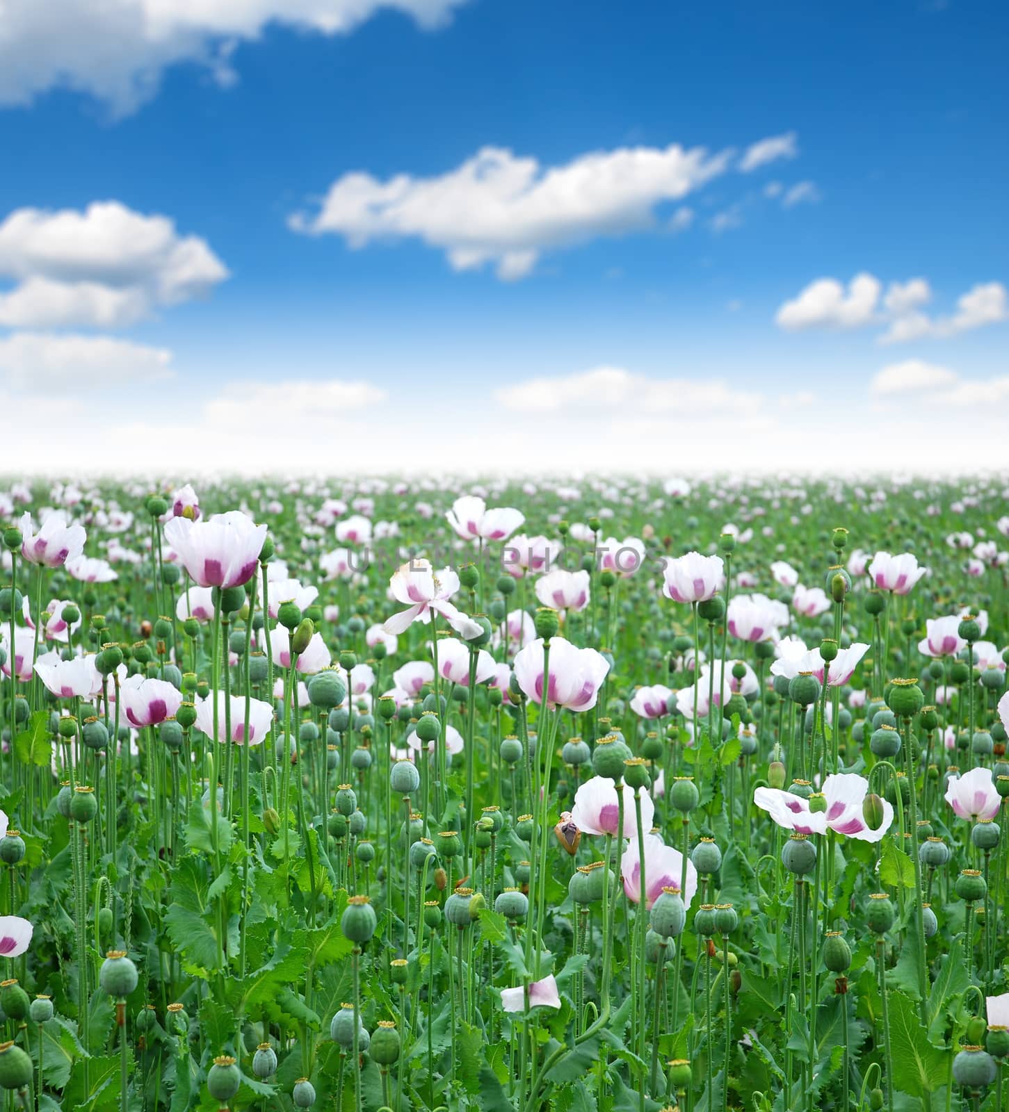 Field sown with poppy Opium poppy in bloom