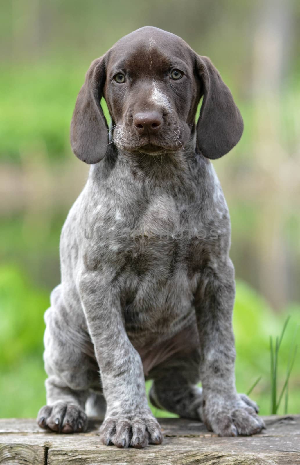 german shorthaired pointer puppy sitting on a log