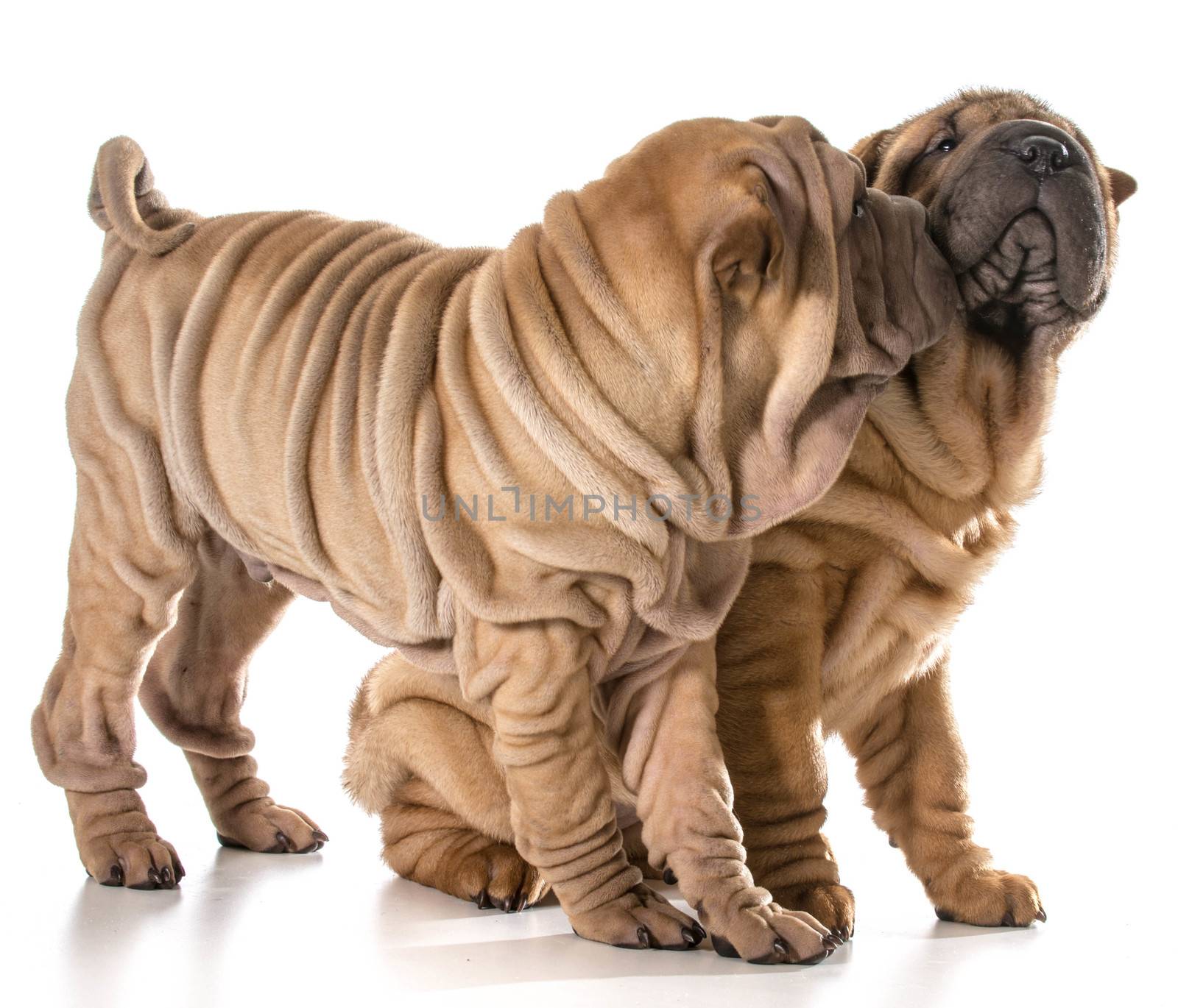 two chinese shar pei puppies by willeecole123