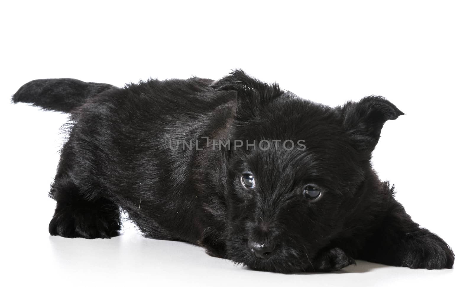 Scottish Terrier puppy in play bow isolated on white background - 4 weeks old