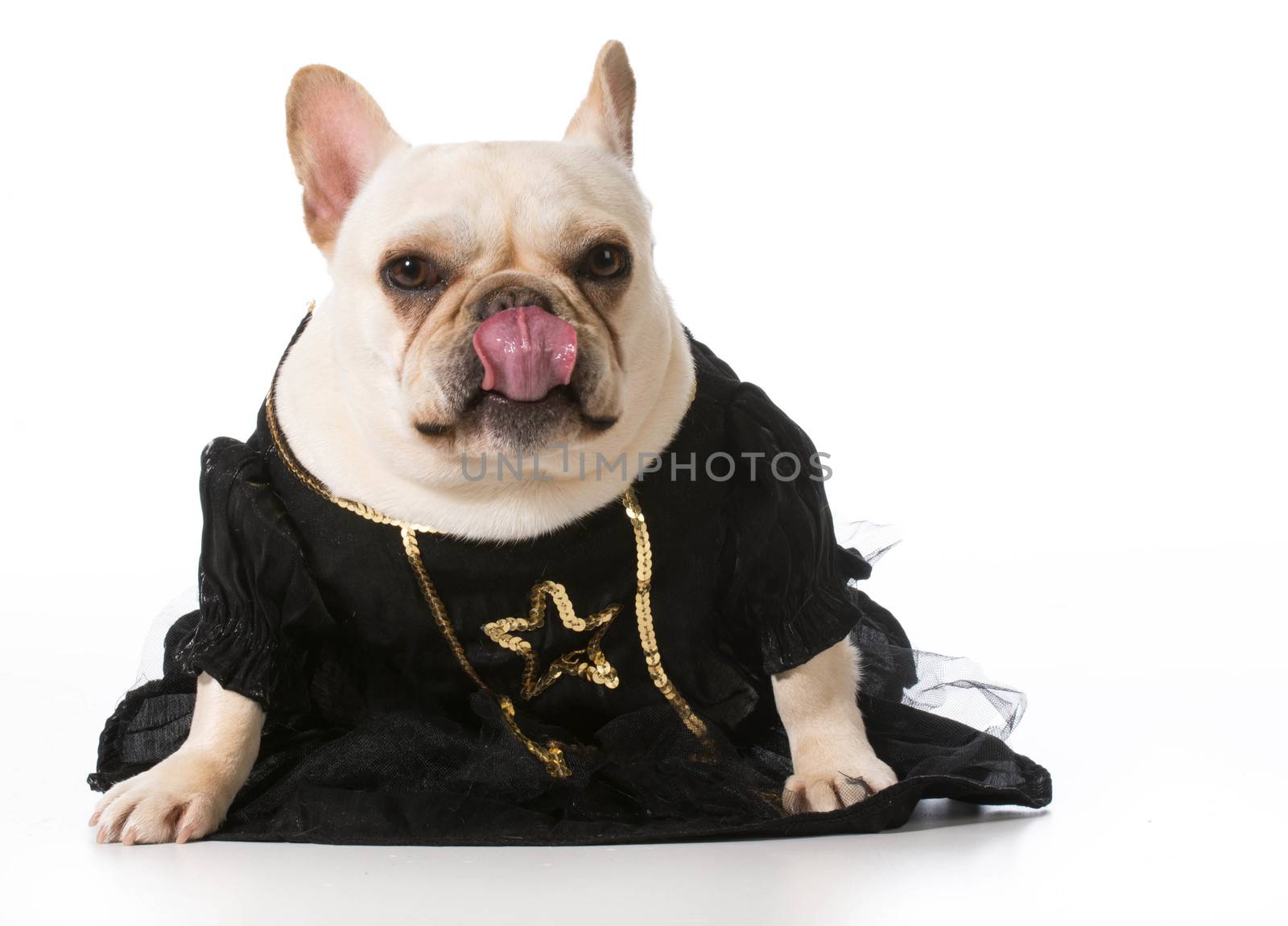 female french bulldog wearing clothing