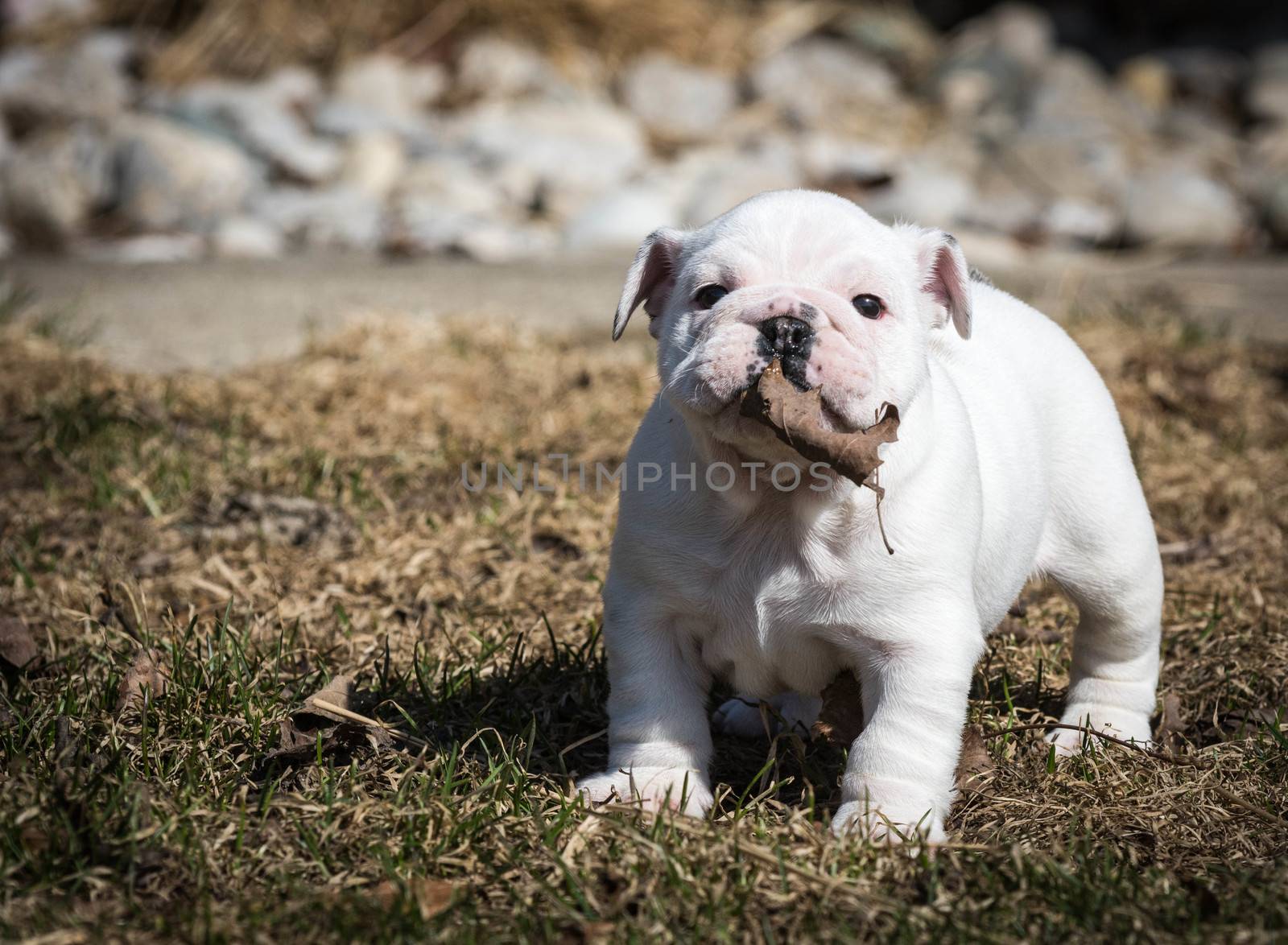 english bulldog puppy playing outside in the leaves