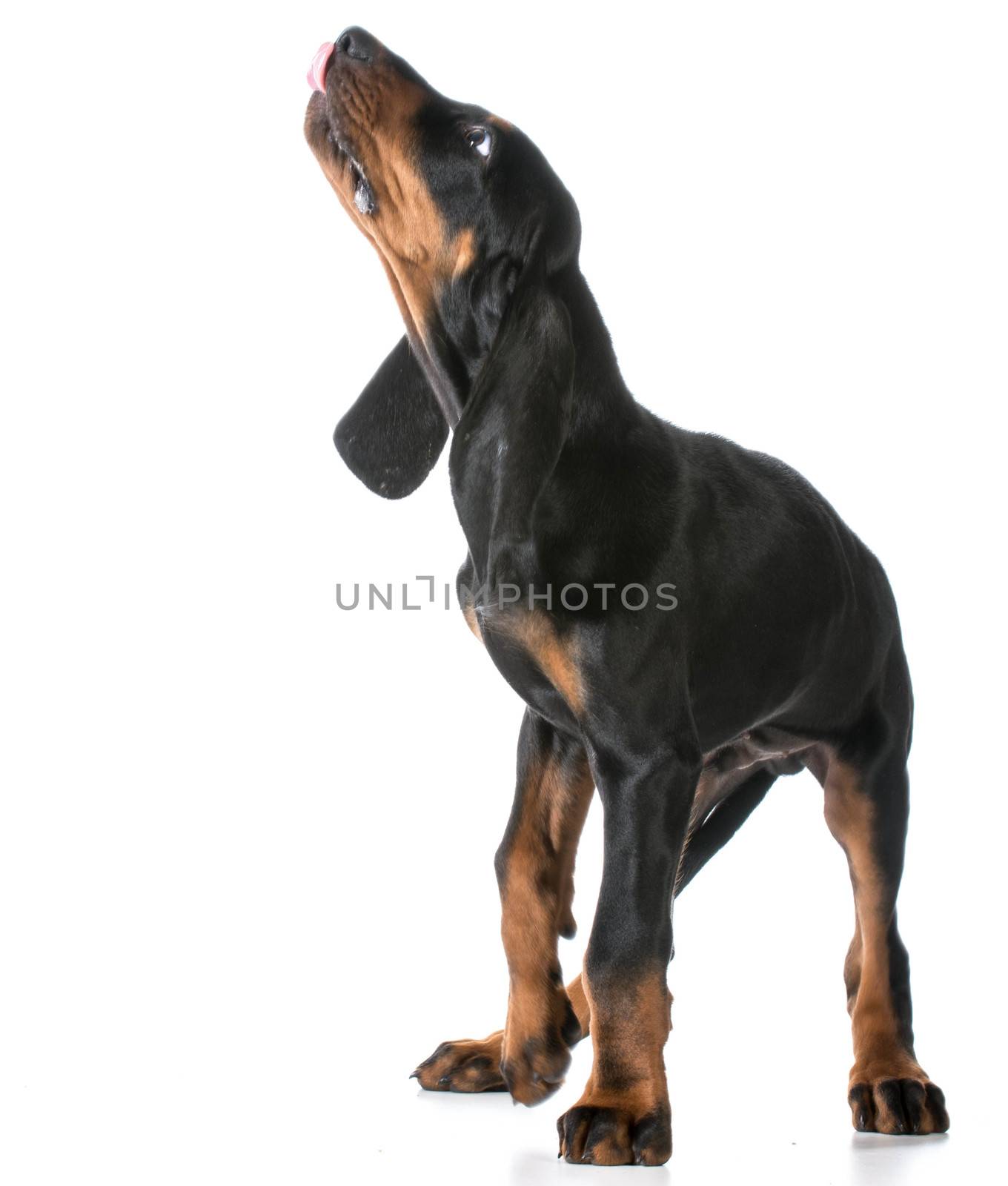 cute puppy - black and tan coonhound standing looking up on white background