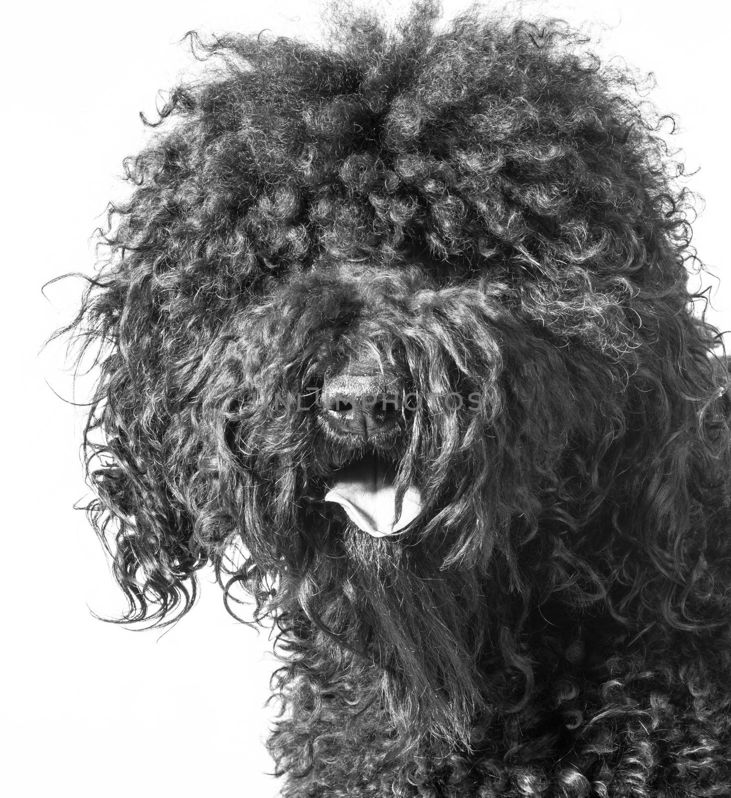 portrait of a barbet dog on white background