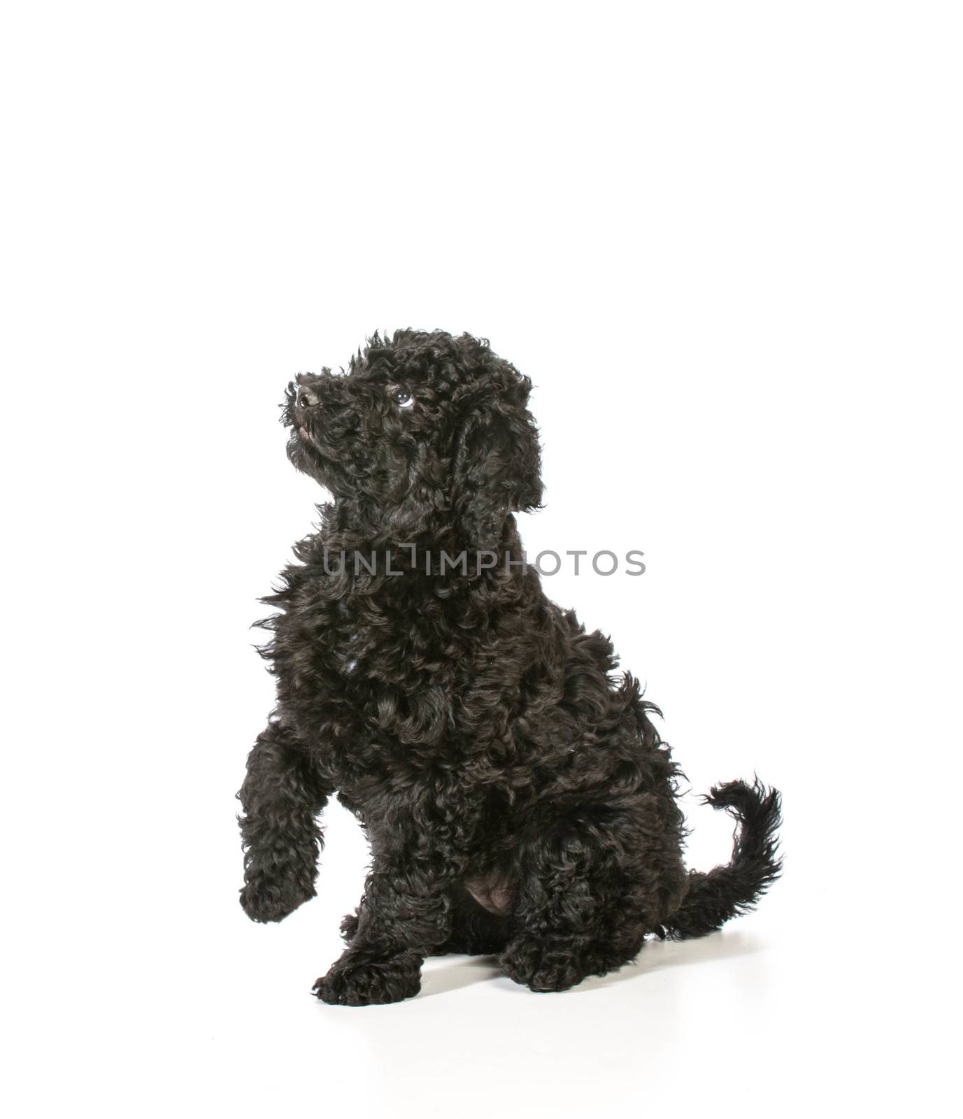 cute barbet puppy looking up on white background