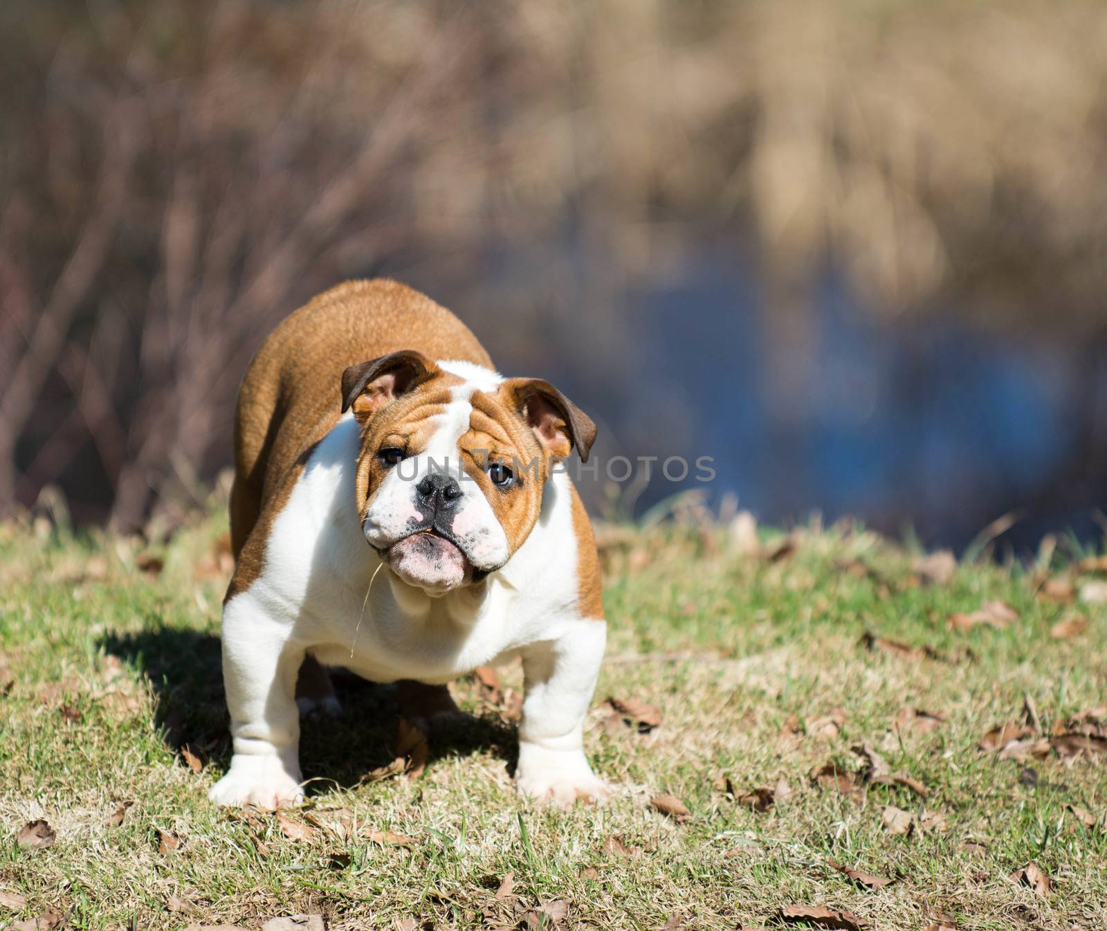 cute english bulldog puppy playing outside in the grass