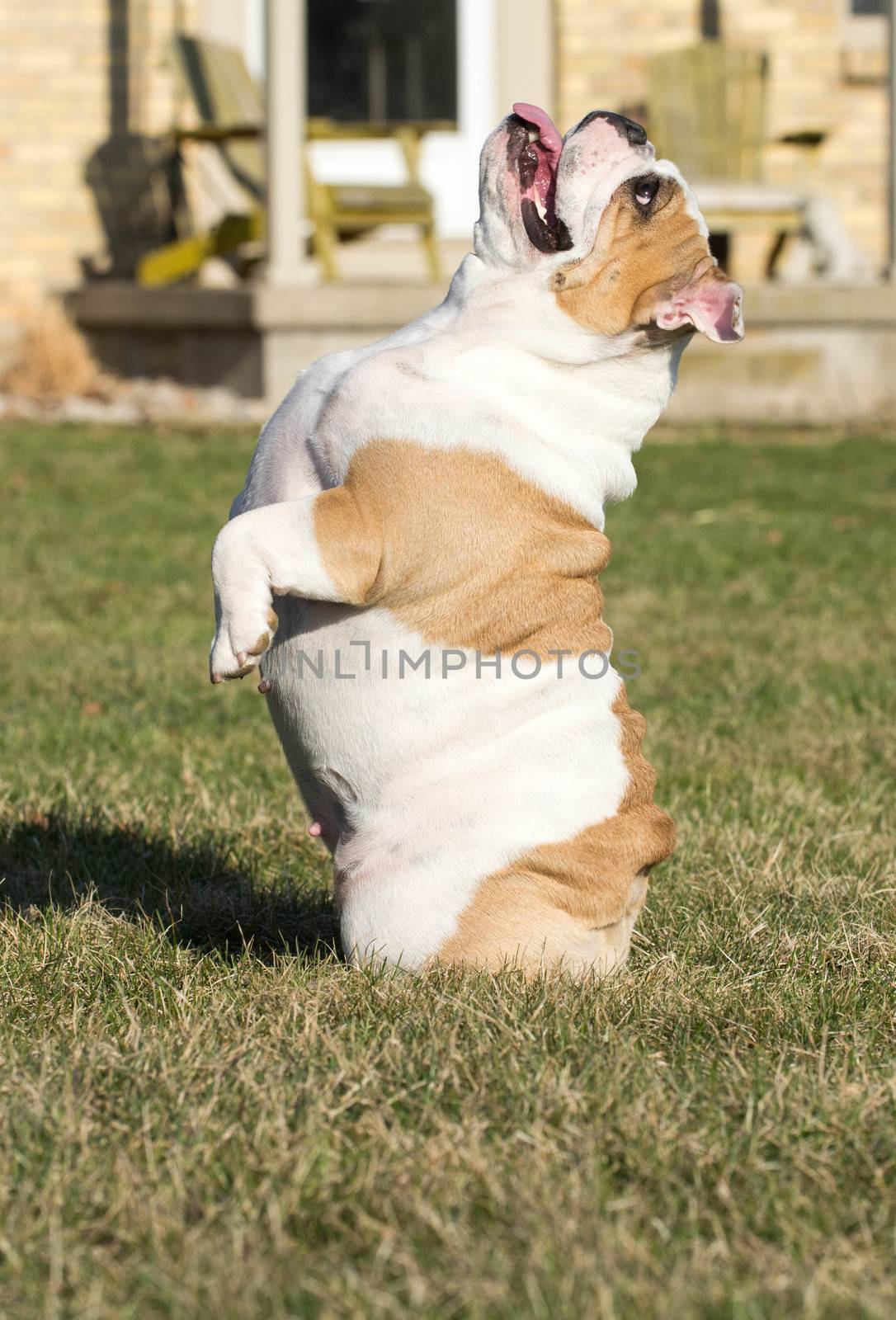 dog begging - english bulldog sitting up on bum begging