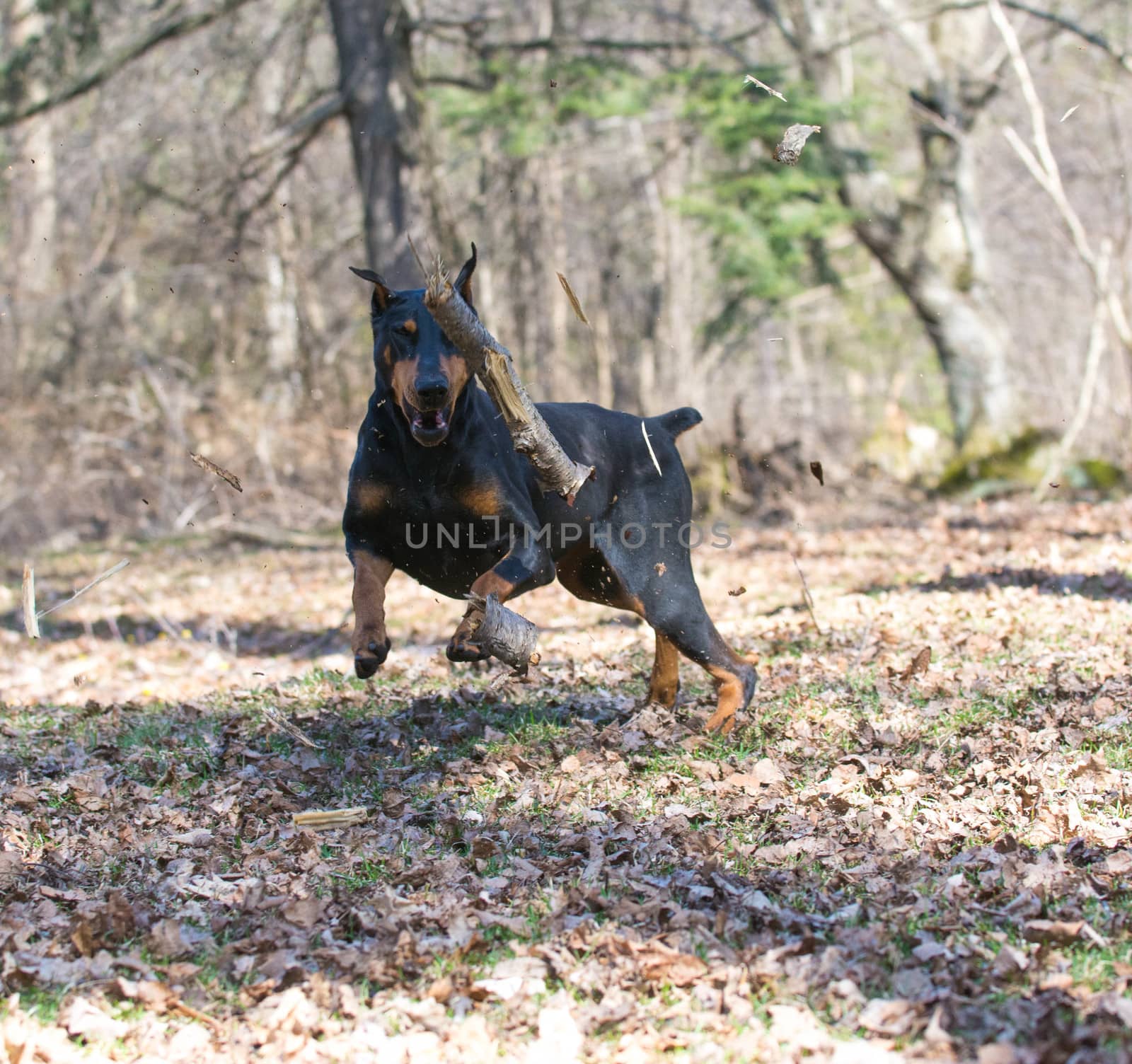 doberman pinscher chasing a wood stick midair in the park