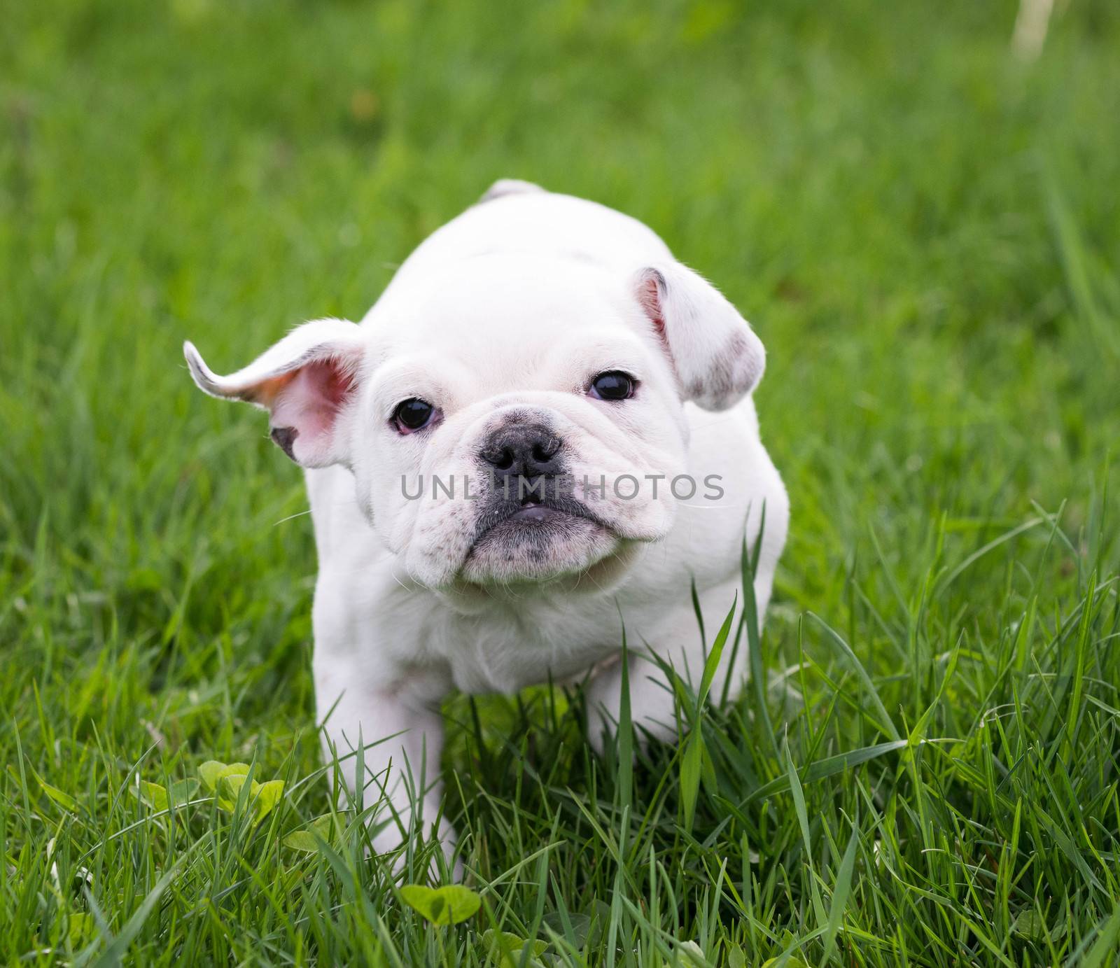 english bulldog running in the grass