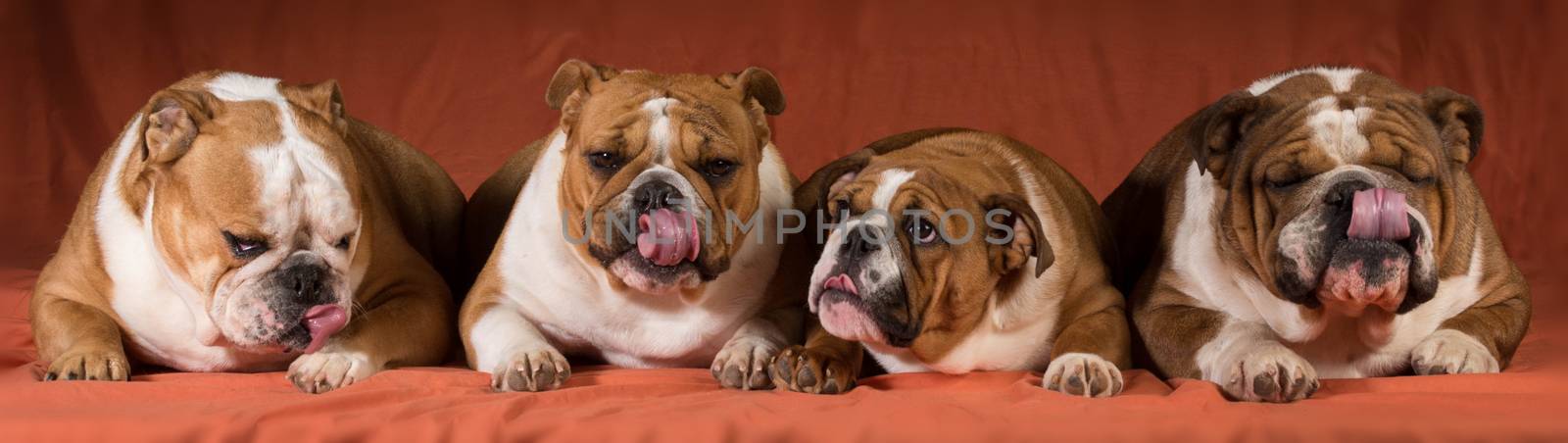 four english bulldogs all licking on orange background