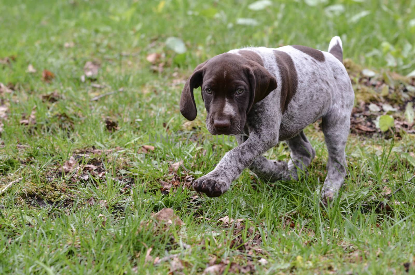 german shorthaired pointer puppy outside in the grass