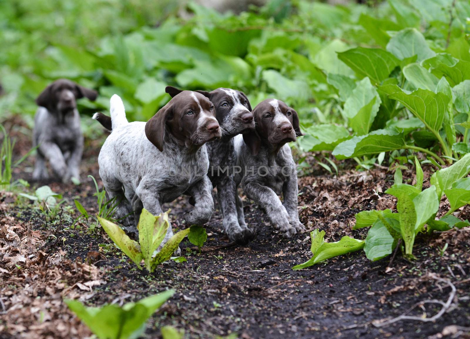 german shorthaired pointer litter running in the forest - 8 weeks old