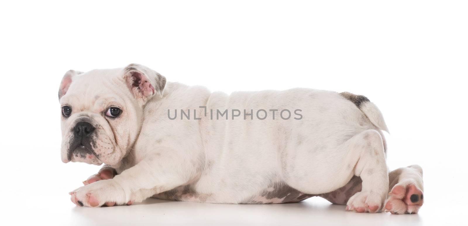 english bulldog puppy laying down on white background