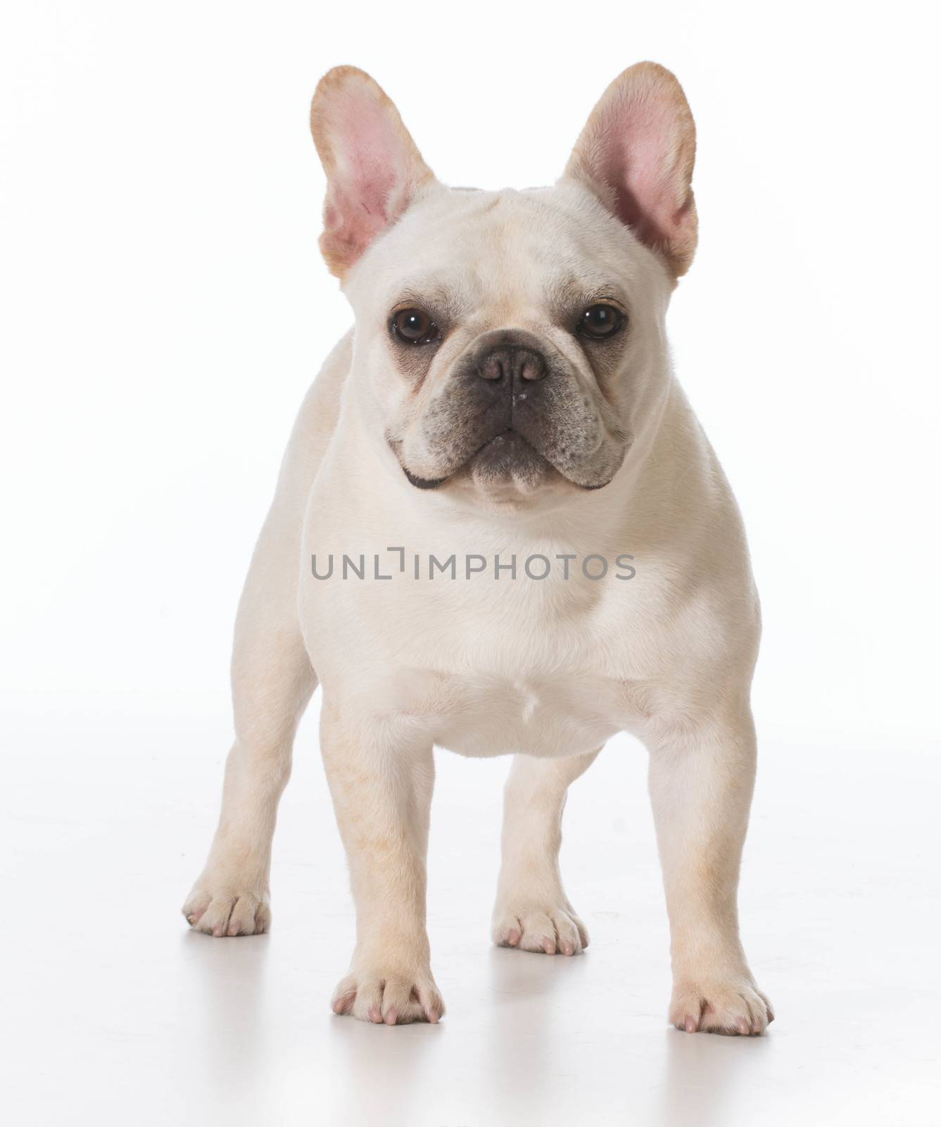 french bulldog puppy standing looking at viewer on white background