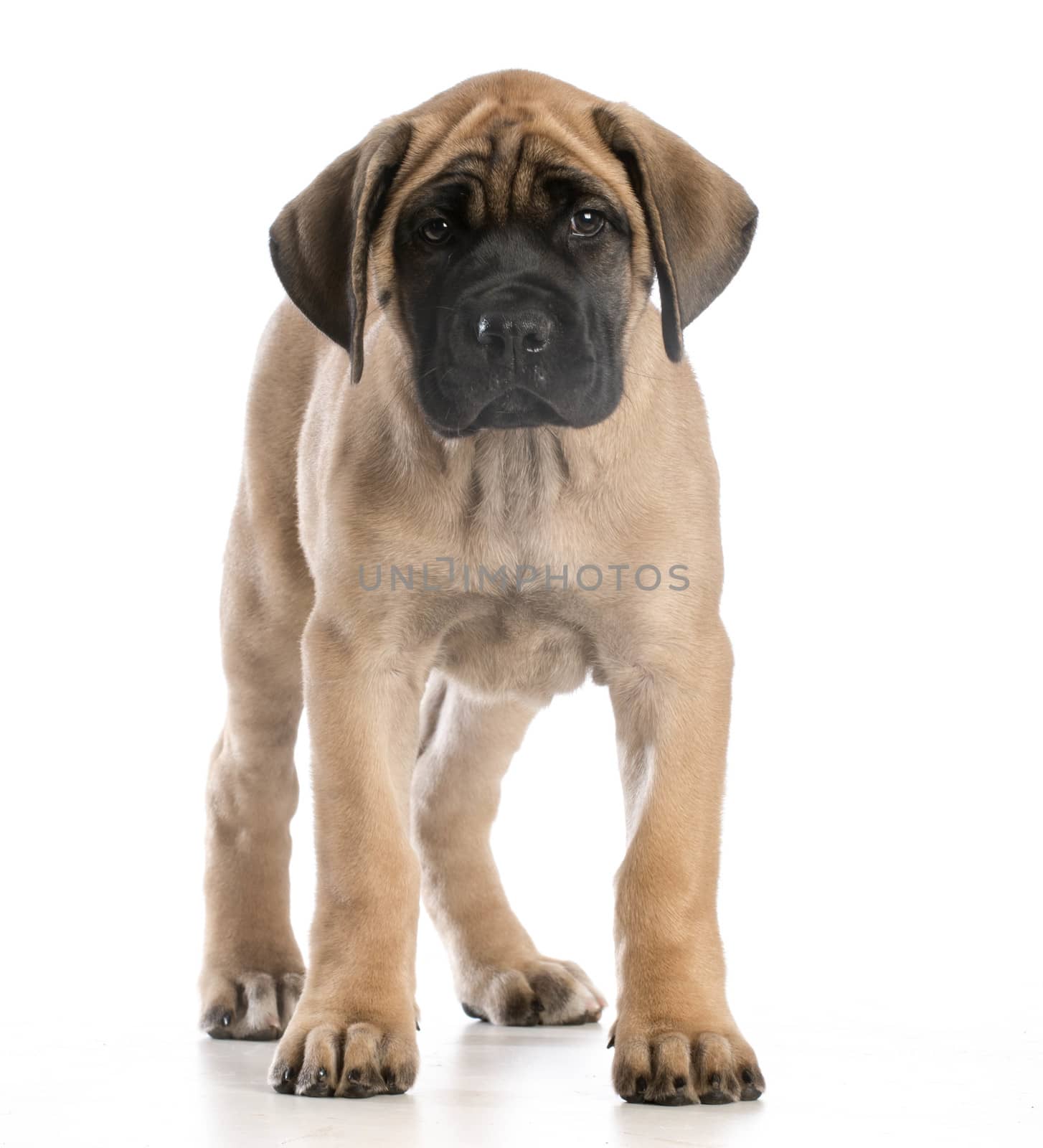 english mastiff puppy standing looking at viewer on white background