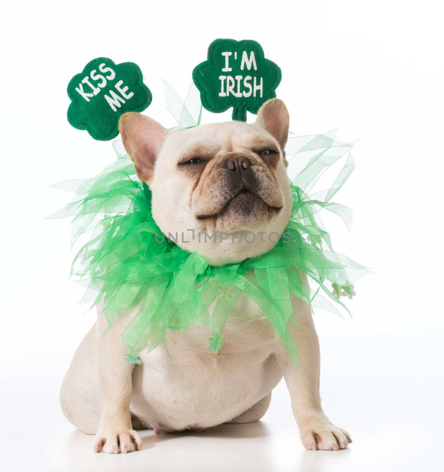 St Patricks Day dog - french bulldog