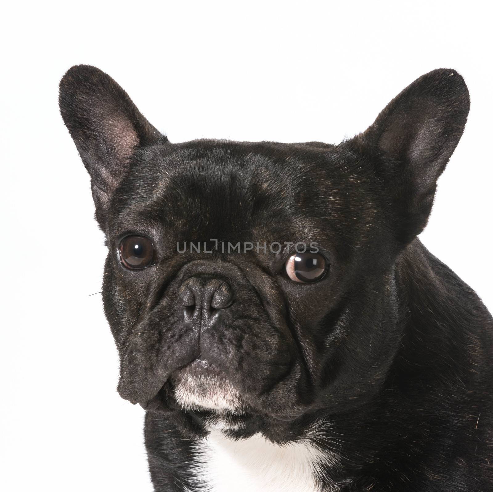 french bulldog portrait - one year old male