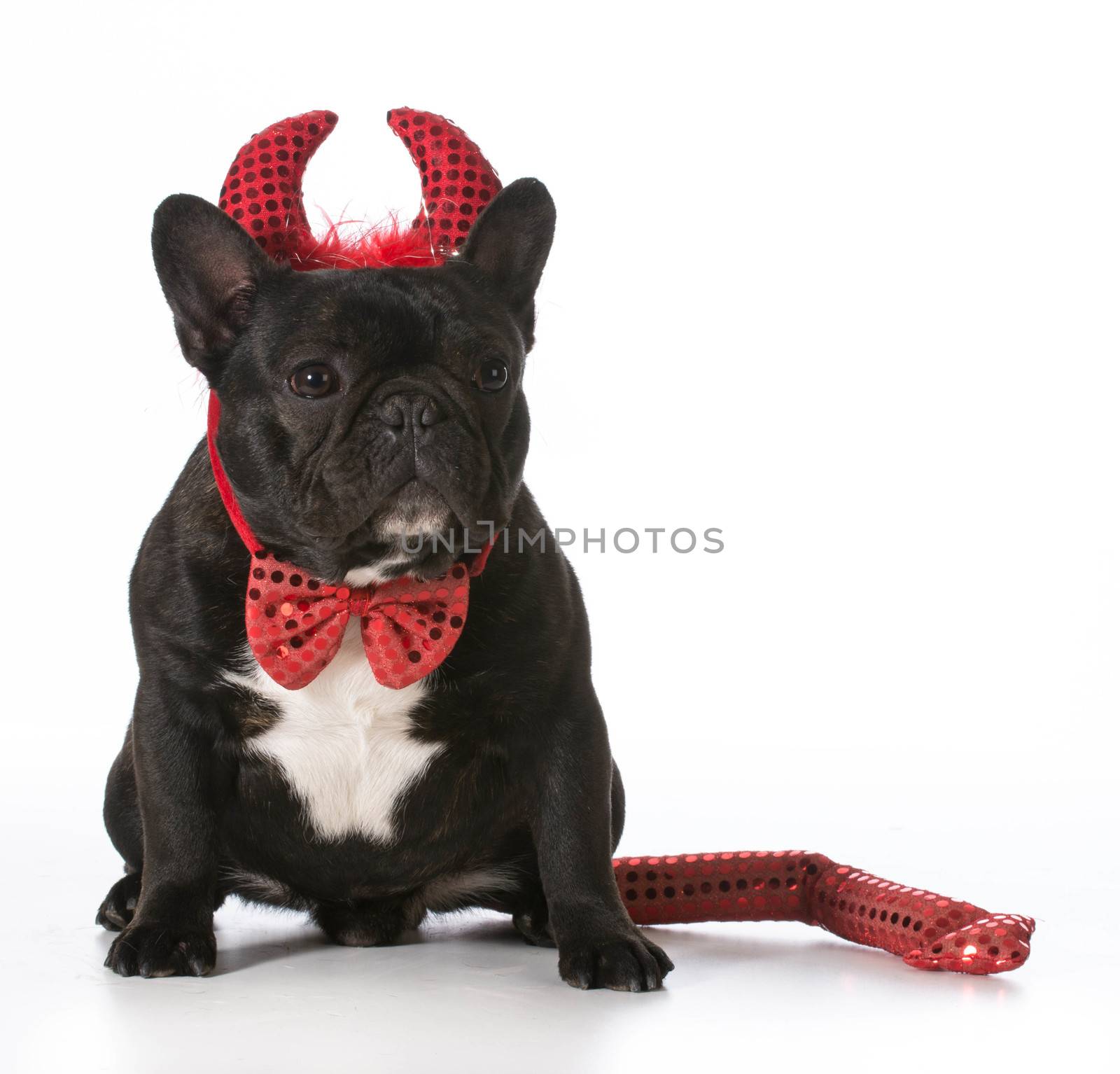 french bulldog wearing devil costume