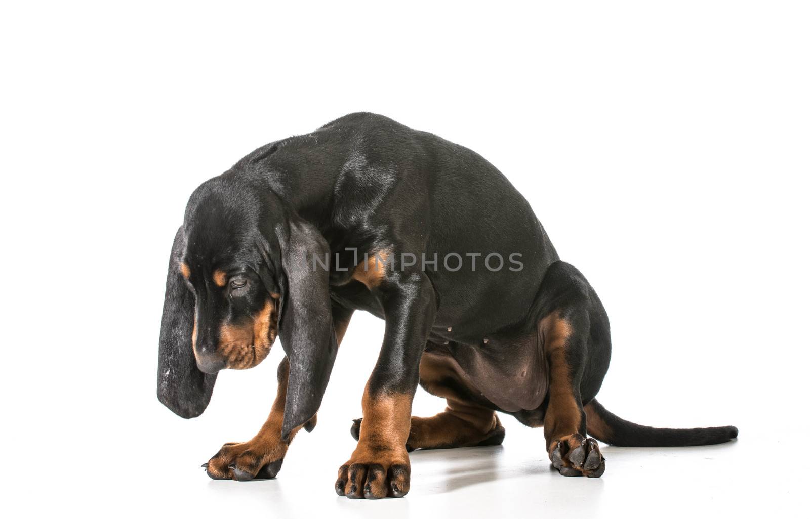 naughty puppy - black and tan coonhound with head dropped as though ashamed