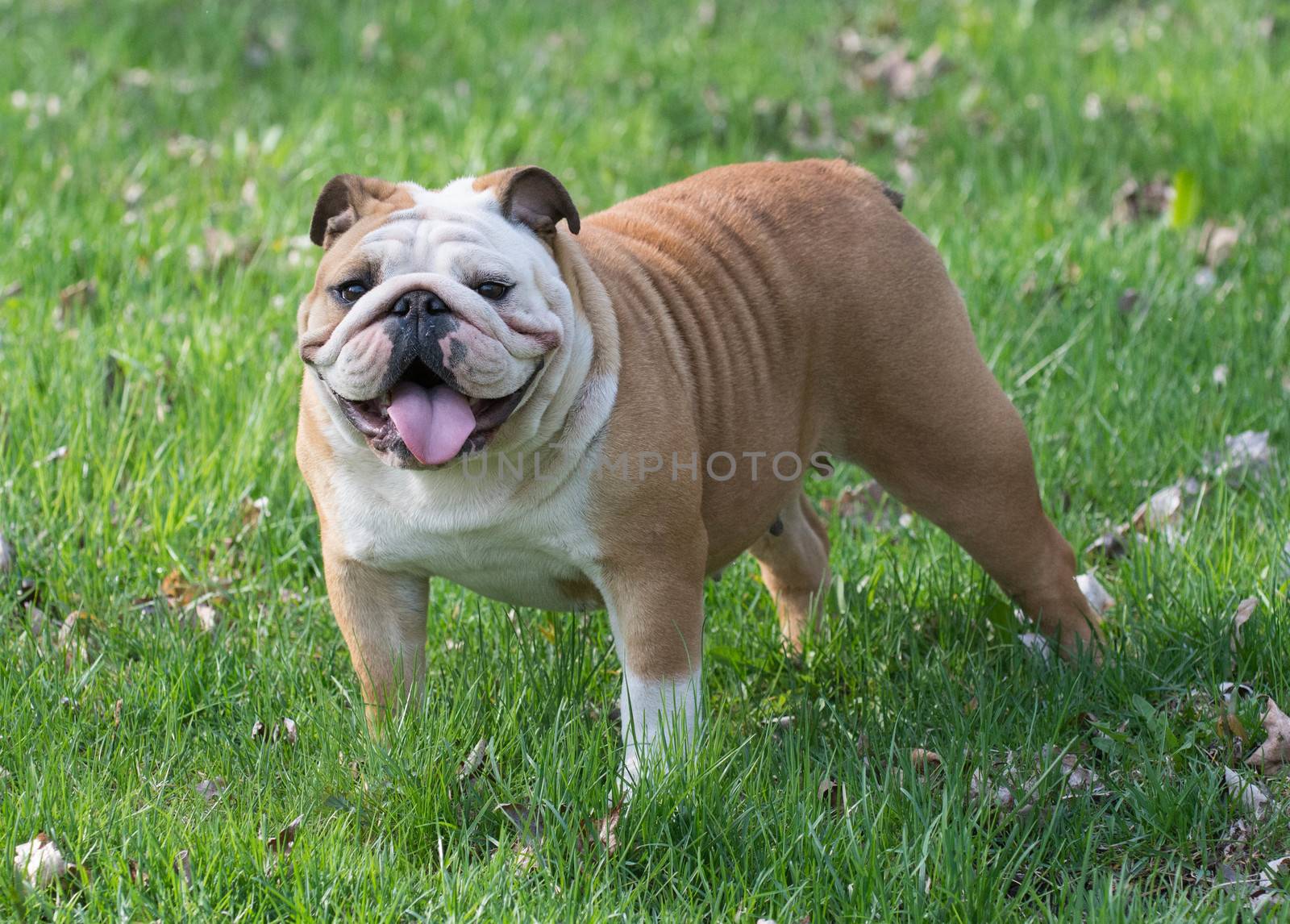 english bulldog outside in the grass
