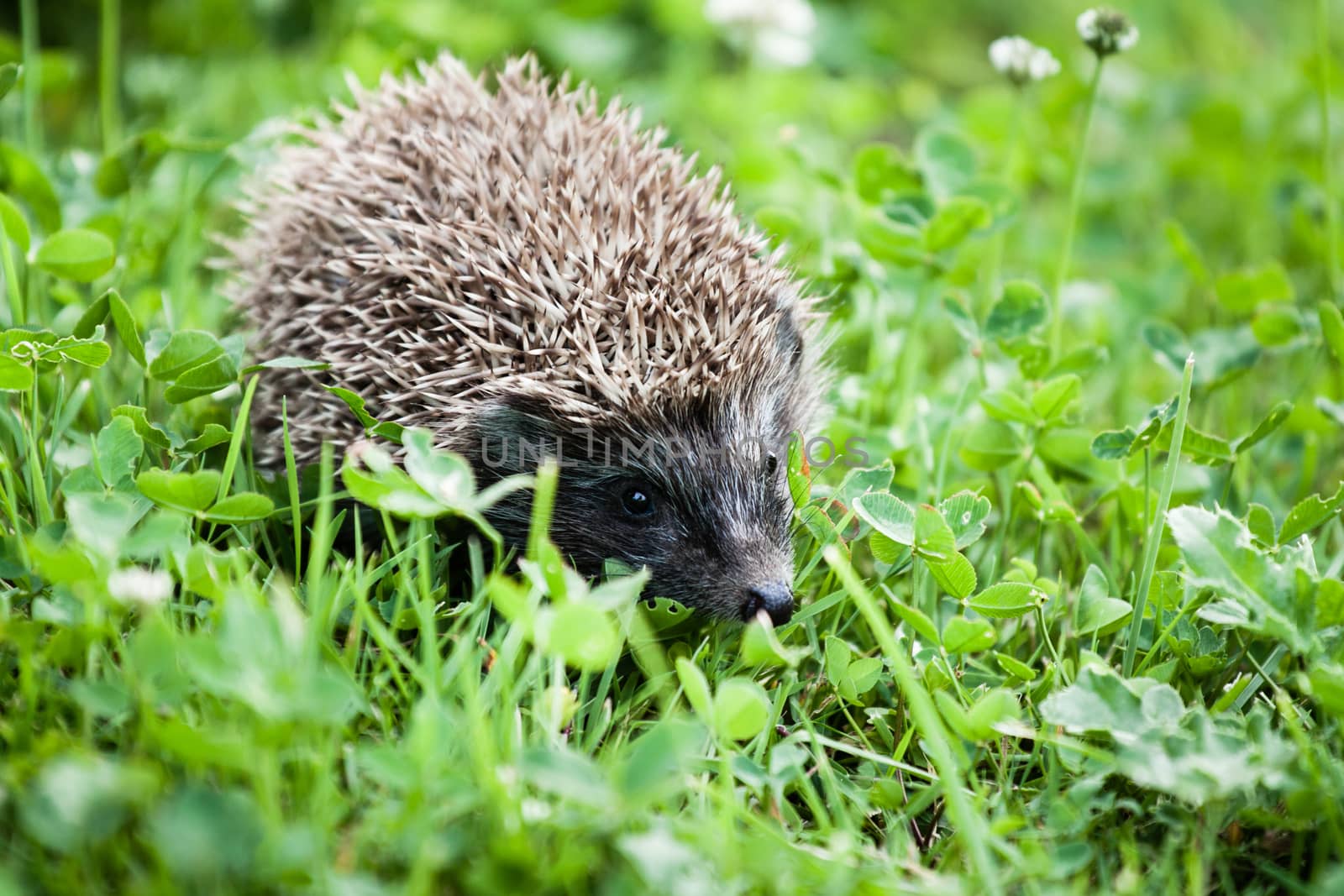 young hedgehog walking in backyard garden searchinf food