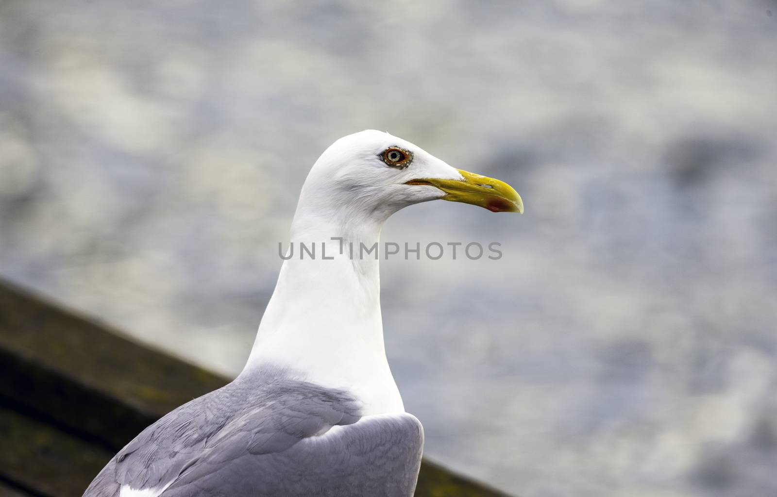 Great black-backed gull portrait