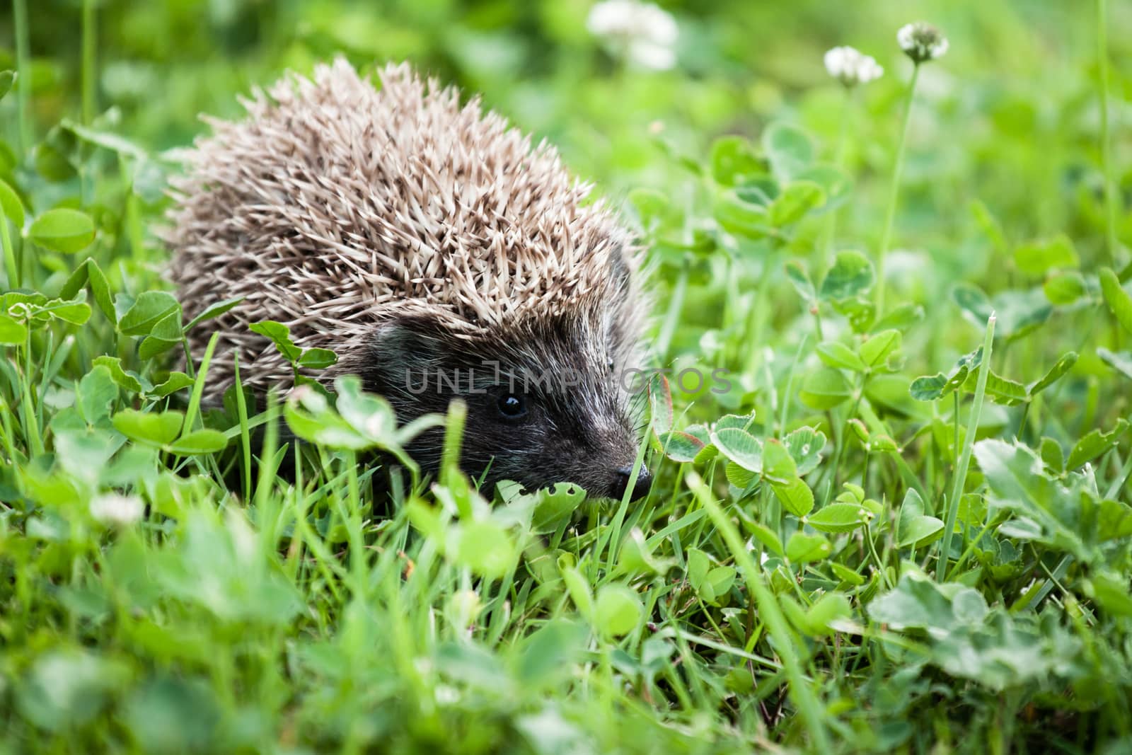 hedgehog walking in garden by claraveritas