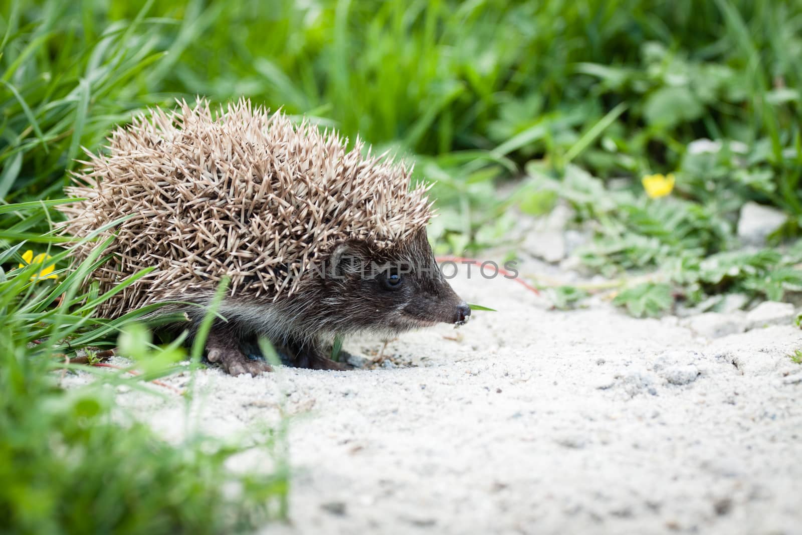 hedgehog walking in garden by claraveritas