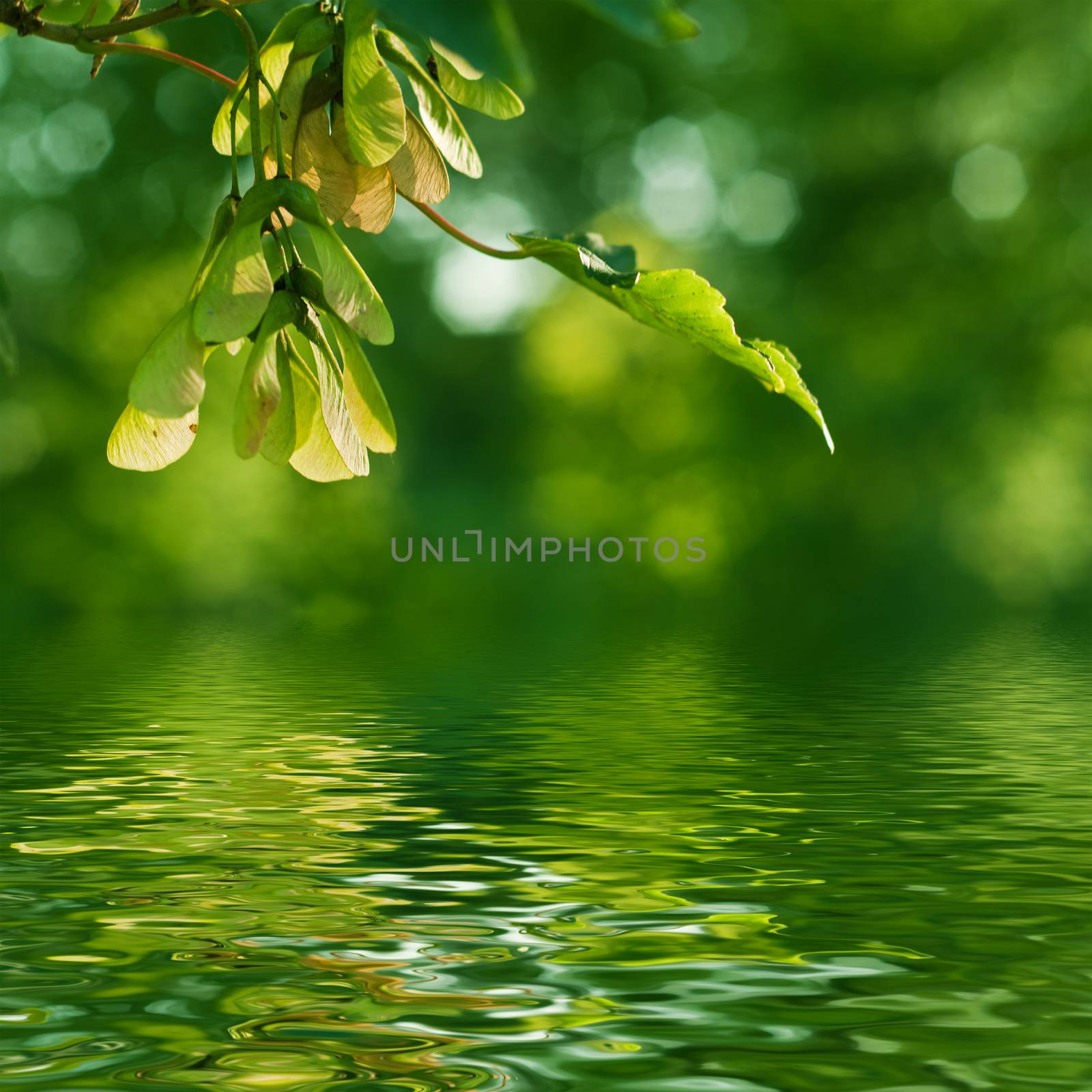 Nature zen by NeydtStock