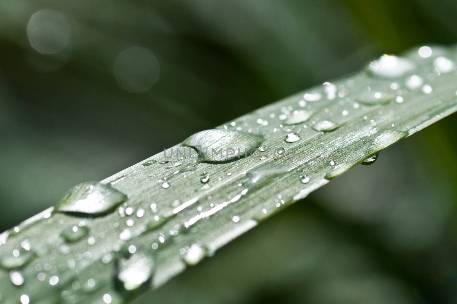 nature zen with drop water by NeydtStock
