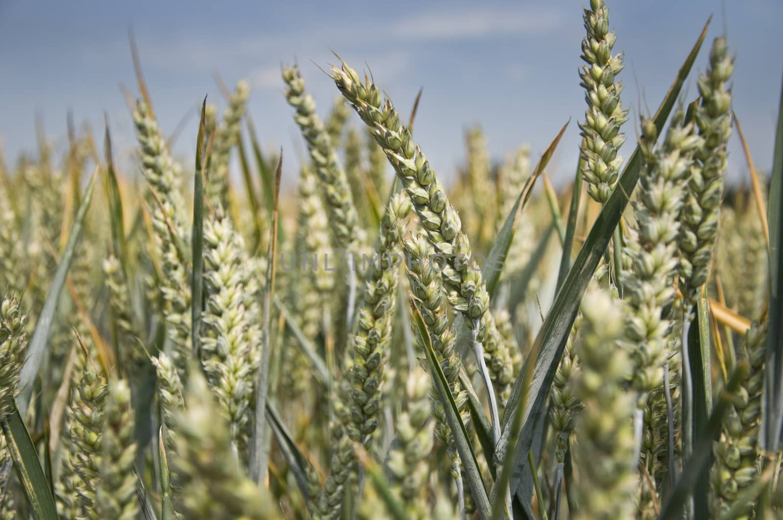 wheat field by NeydtStock