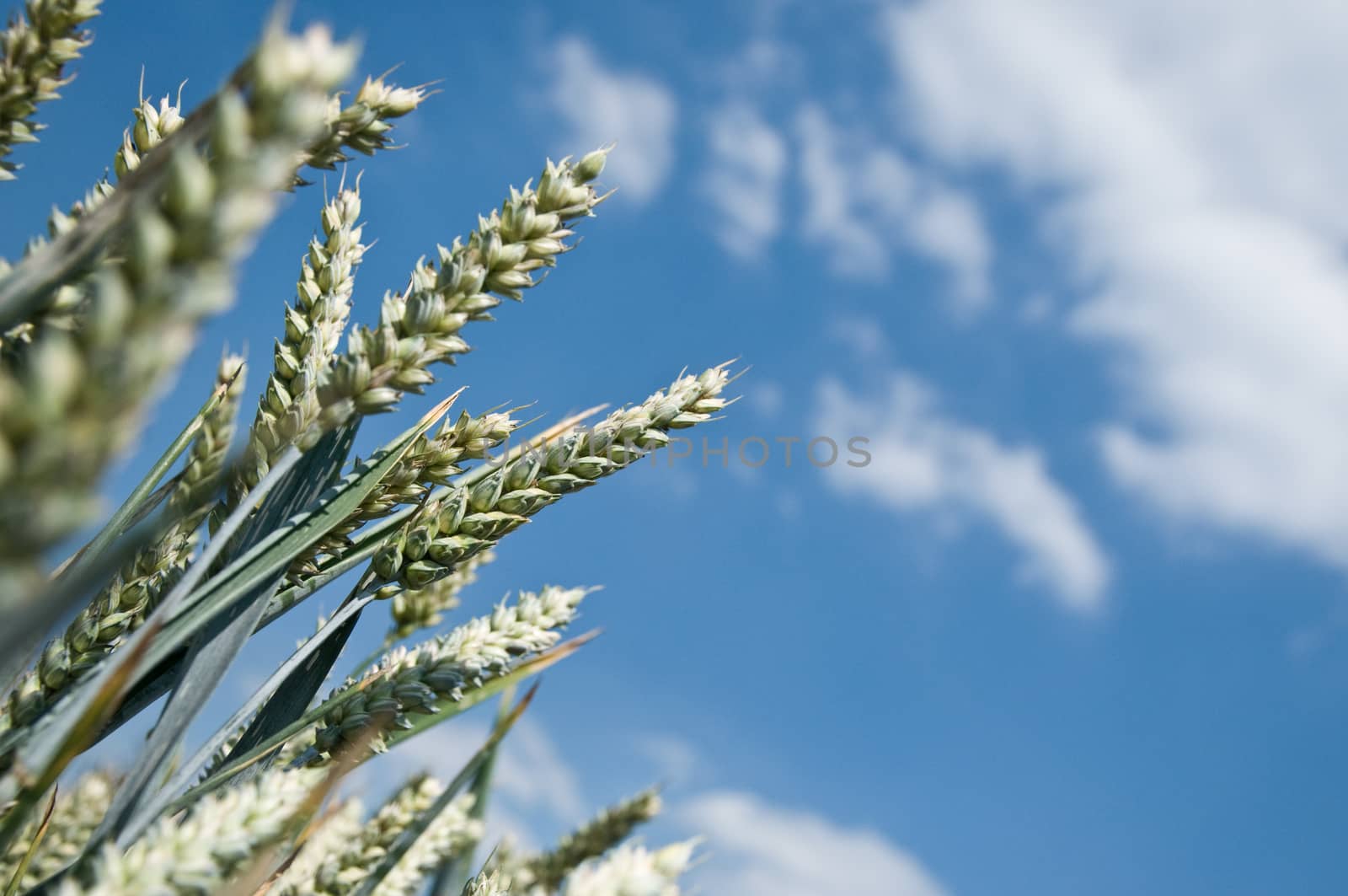 wheat field and blue sky